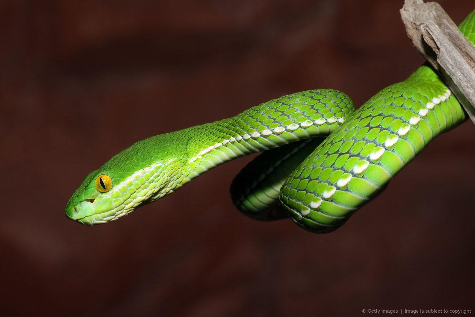 1540x1030 White Lipped Tree Viper Snake. Snake Photo. Snake, Desktop