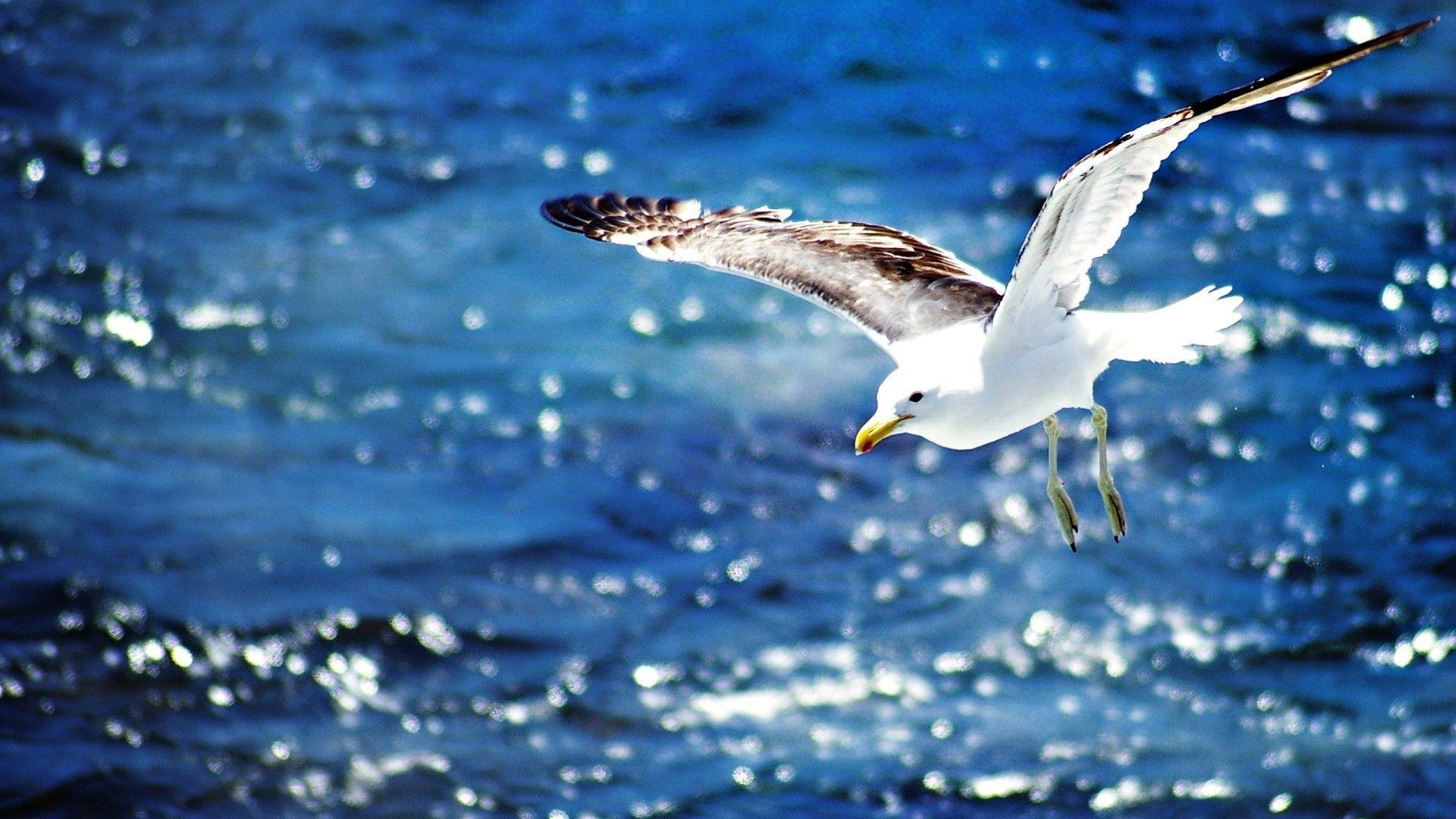 1920x1080 Seagull Flying Wallpaper, Desktop