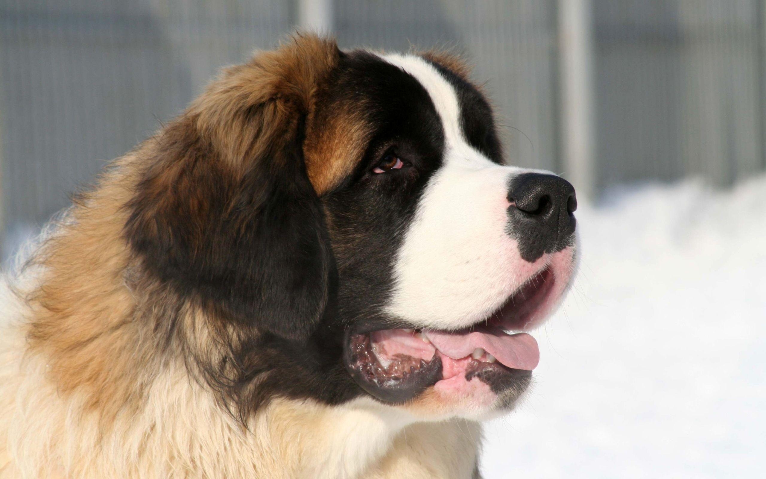 2560x1600 St. Bernard Wallpaper. St. Bernard Background, Desktop