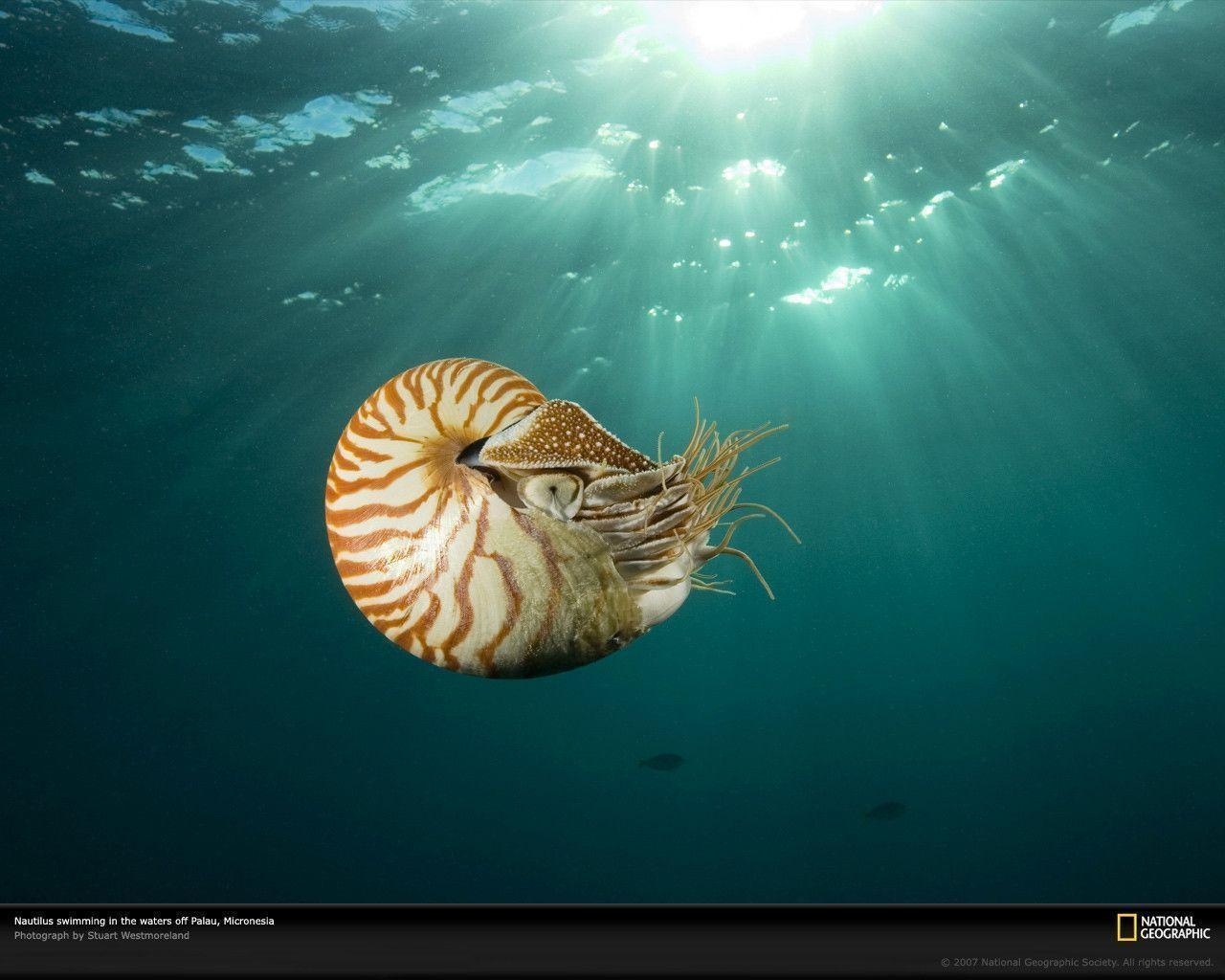 1280x1030 Swimming Nautilus, Desktop