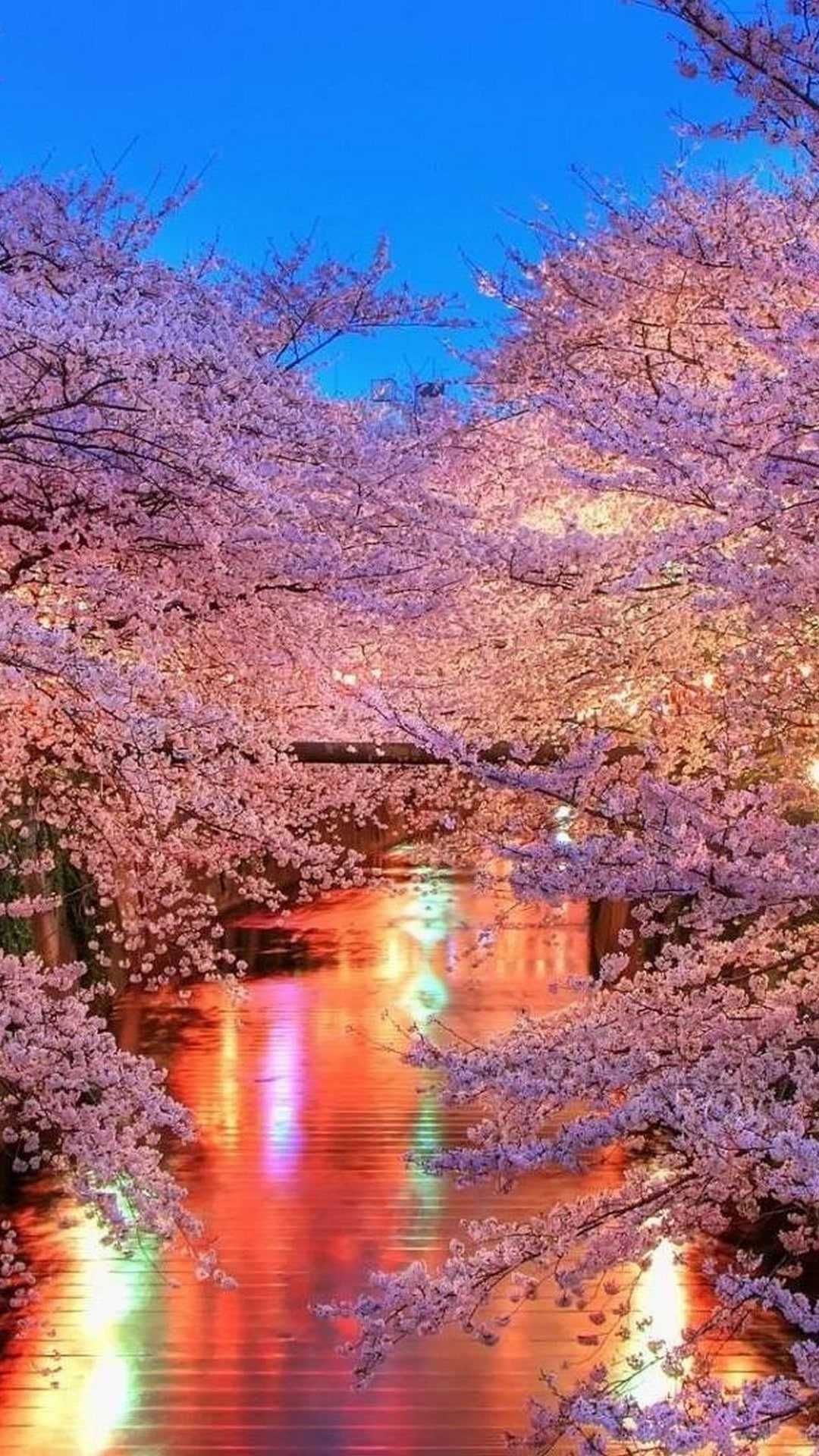 1080x1920 Cherry Blossom Wallpaper, Phone