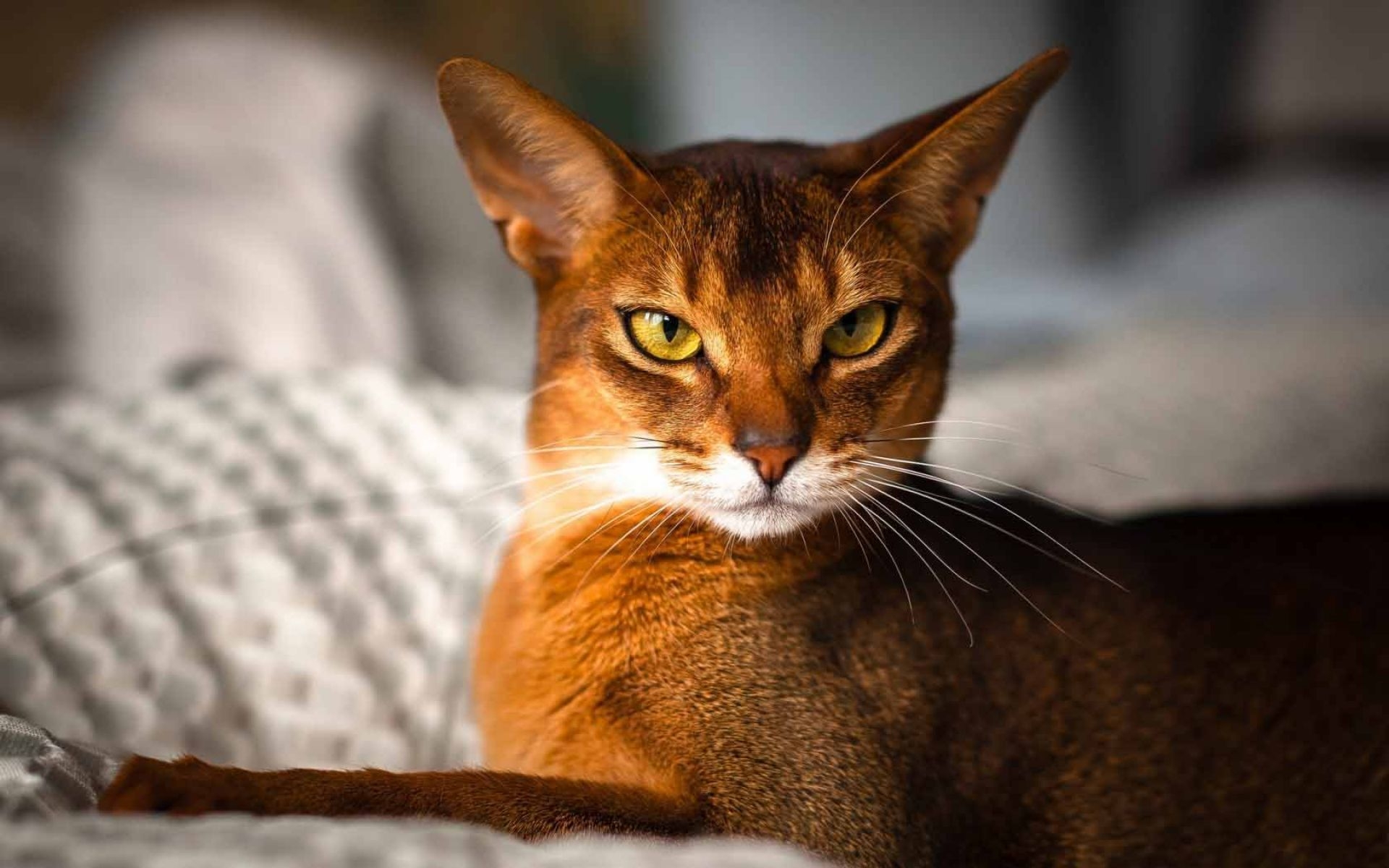 1920x1200 Abyssinian Cat Wallpaper. HD Animals and Birds Wallpaper for Mobile and Desktop, Desktop