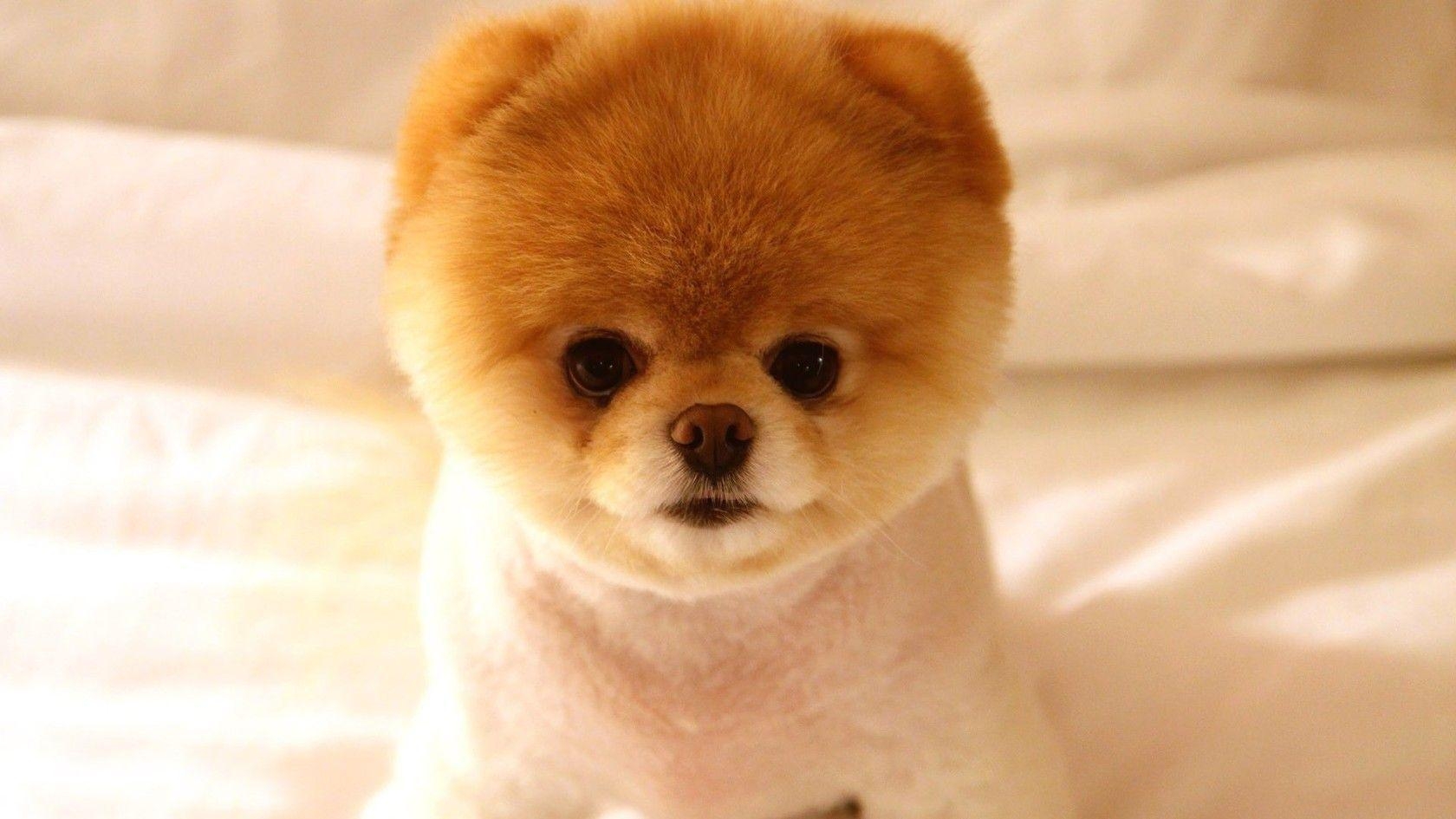 1680x950 Pomeranian Puppy Wallpaper, Desktop