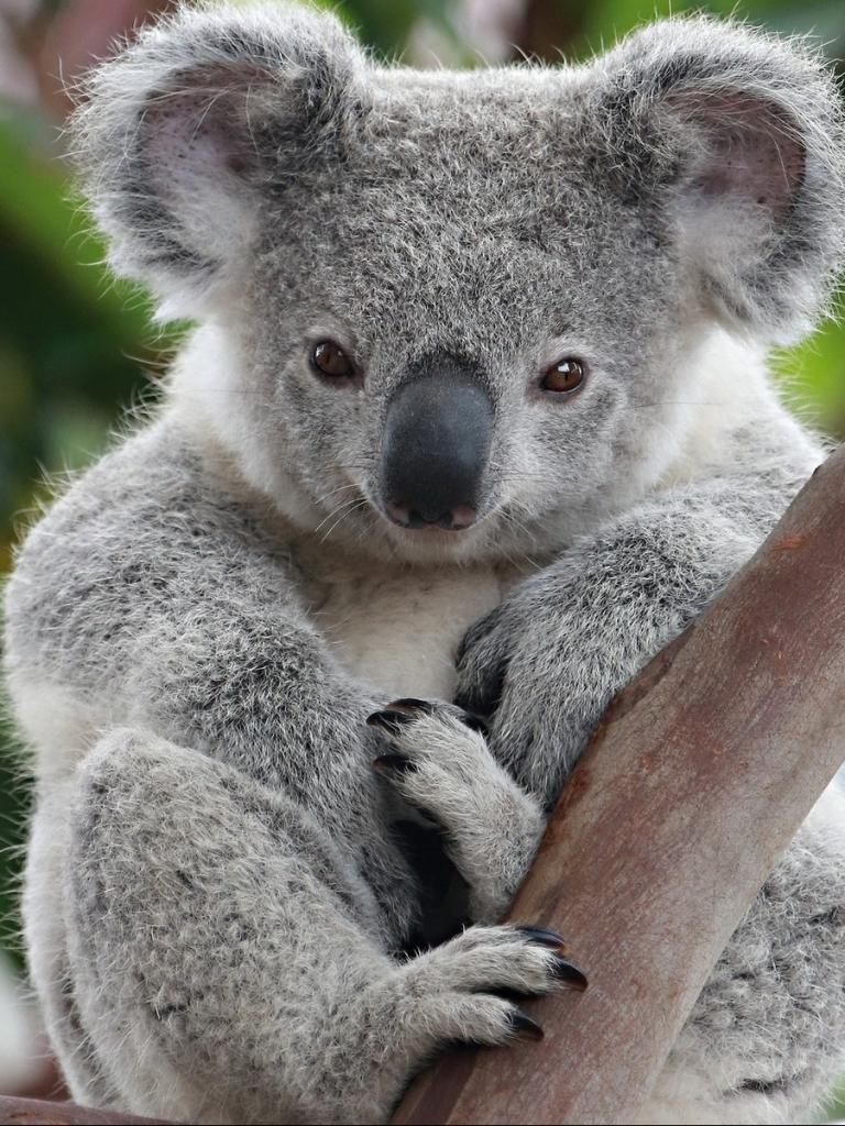 770x1030 Animal / Koala Mobile Wallpaper Picture Of Koalas, Phone