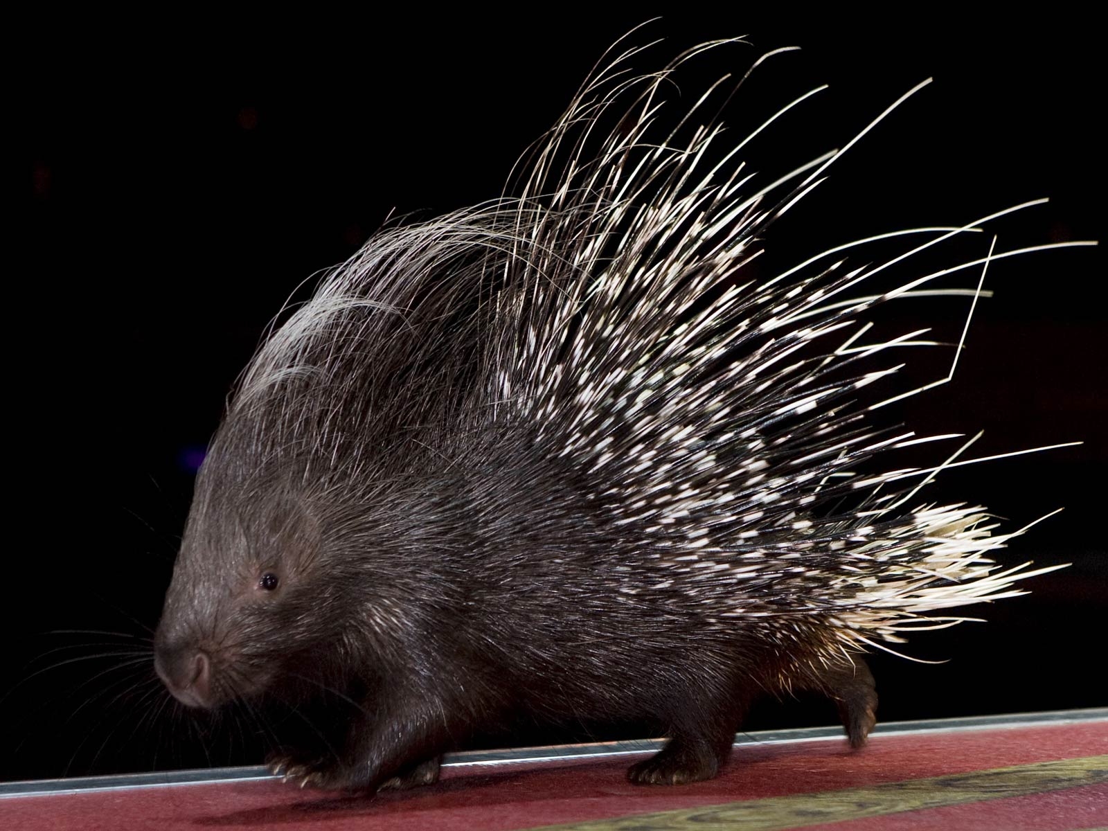 1600x1200 Free Porcupine Wallpaper, Desktop