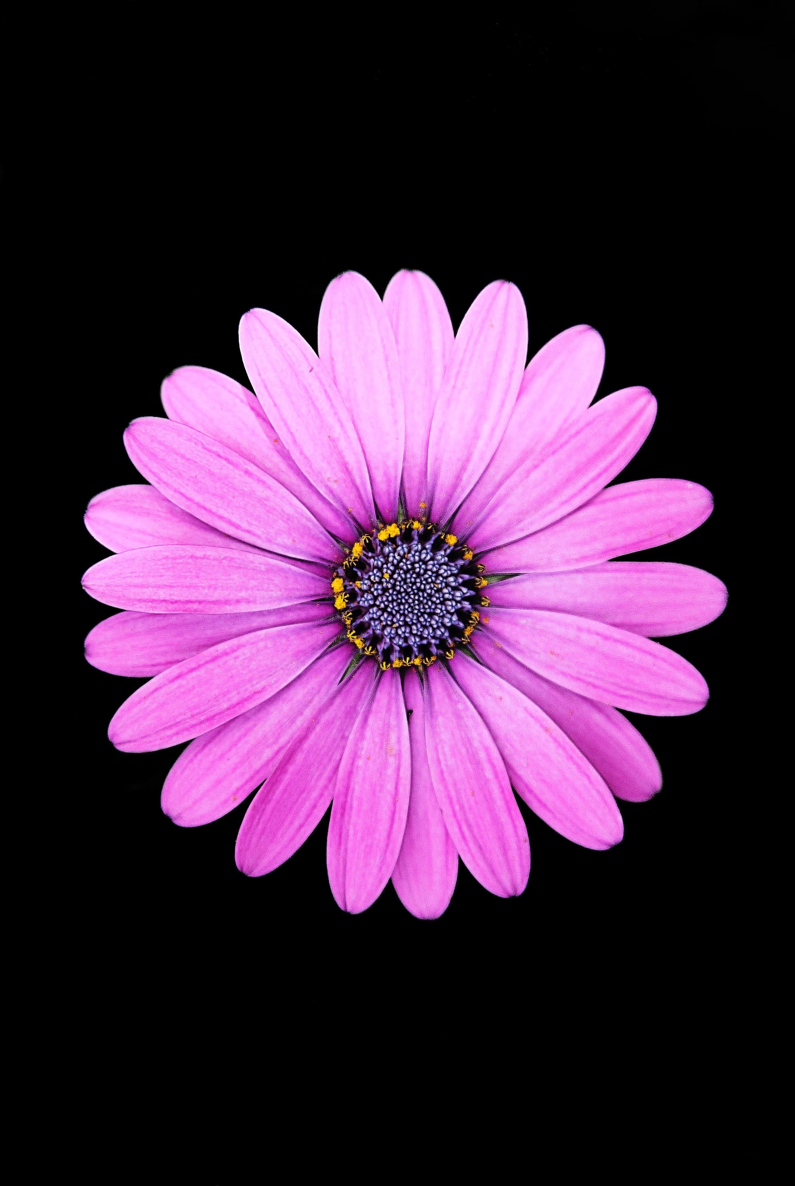 2580x3840 AMOLED Flower Wallpaper. Purple daisy, Dark wallpaper iphone, Phone