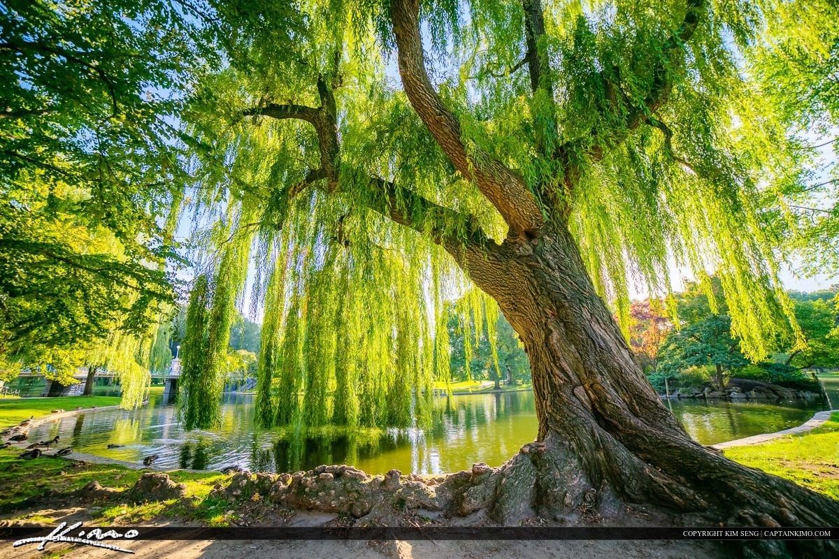 1200x800 Willow Tree HD Wallpaper, Desktop