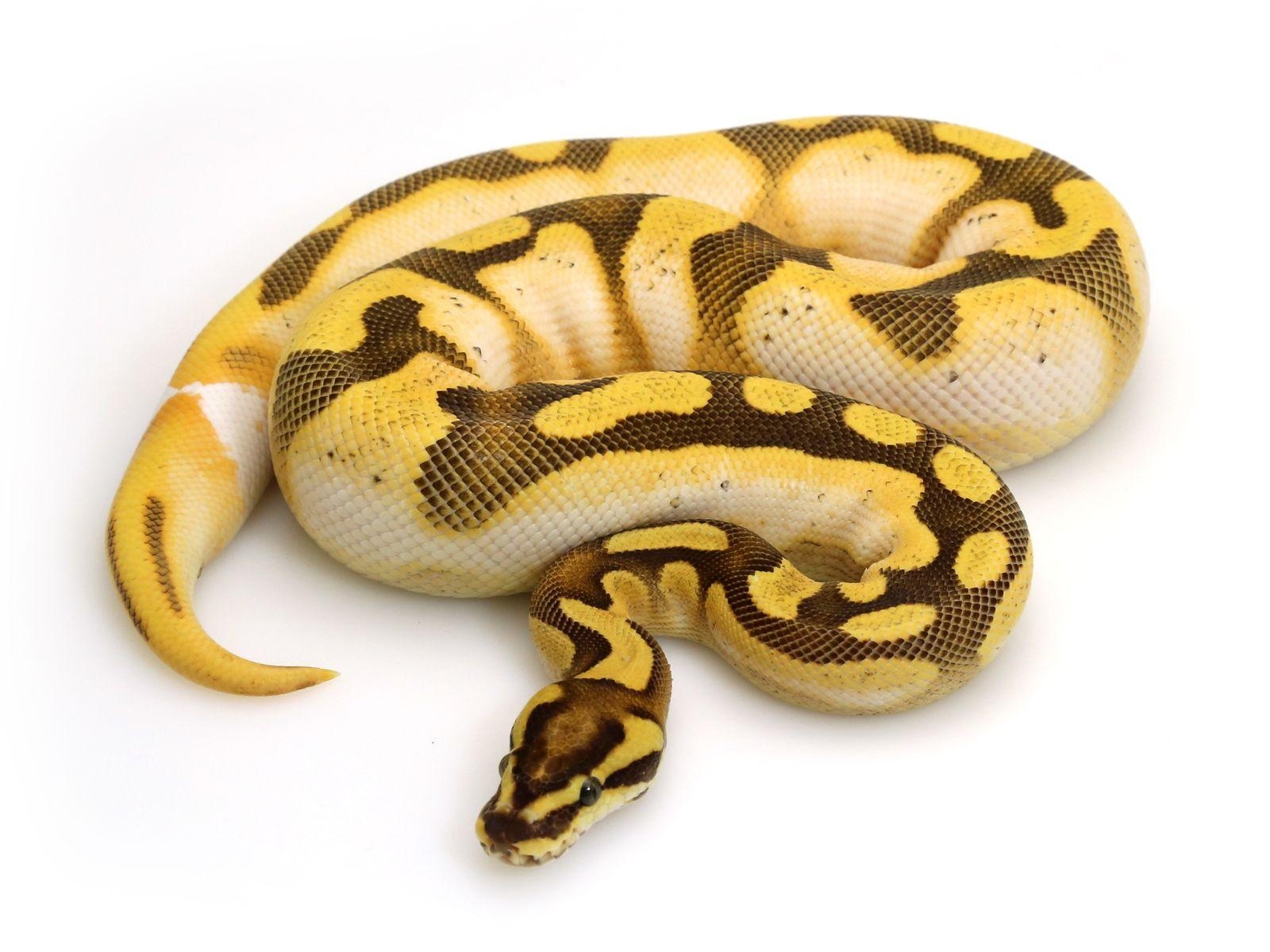 1600x1200 Orange Dream Calico Enchi Fire. Markus Jayne Ball Pythons, Desktop