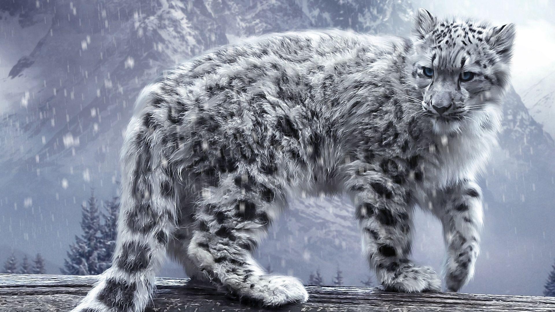 1920x1080 Snow Leopard Wallpaper Wallpaper Inn, Desktop