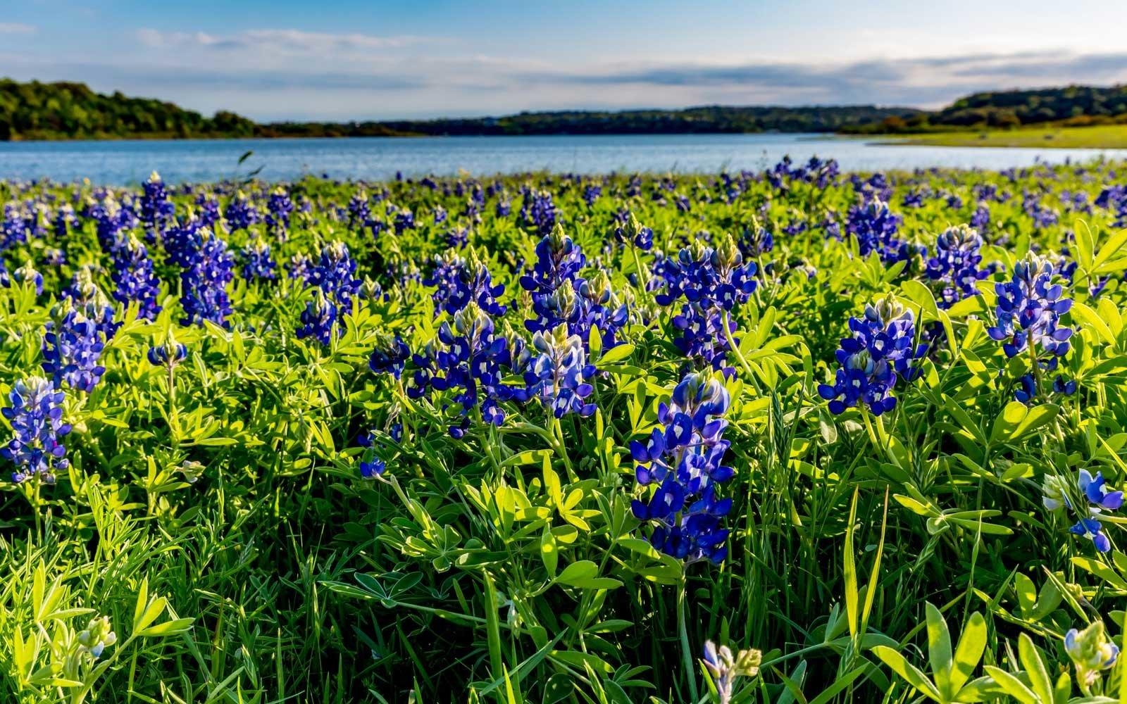 1600x1000 Texas May See Its Biggest Wildflower Bloom in a Decade. Travel +, Desktop