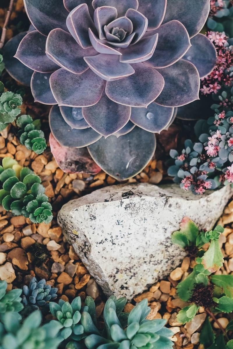 800x1200 Download wallpaper  succulents, flowers, plant, Phone