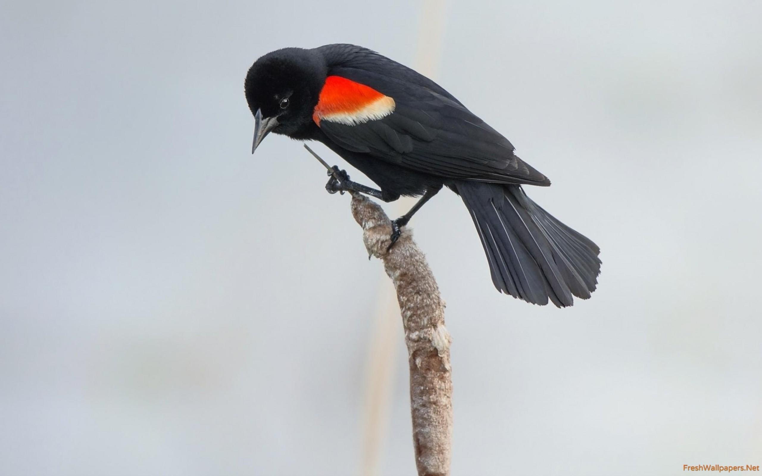 2560x1600 Red Winged Blackbird On A Cattail Wallpaper, Desktop