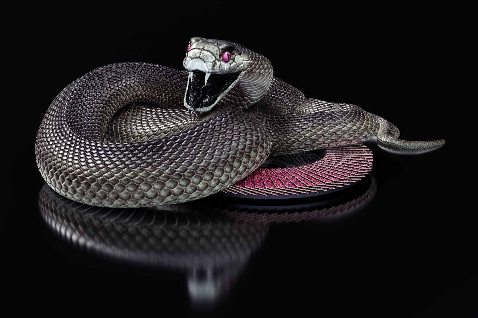 1920x1280 black cobra snake wallpaper Gallery, Desktop