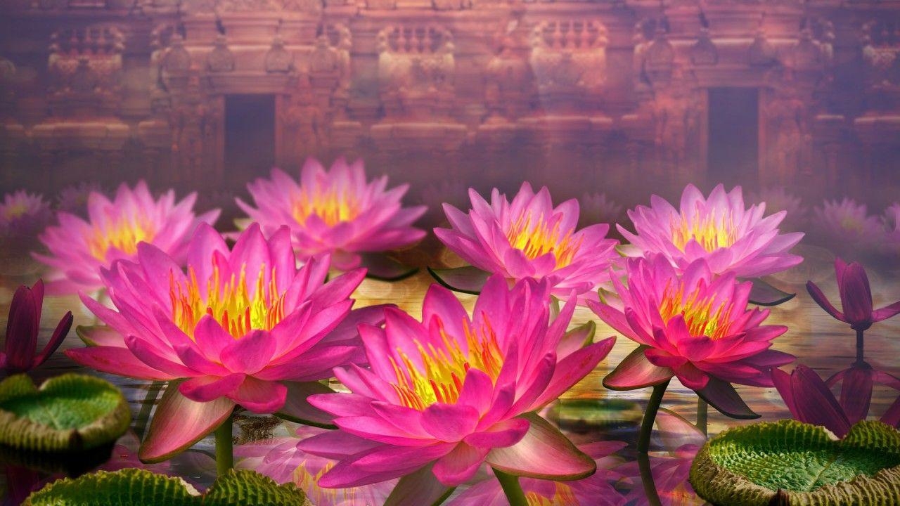 1280x720 Pink Lotus Flowers wallpaper. Pink Lotus Flowers, Desktop