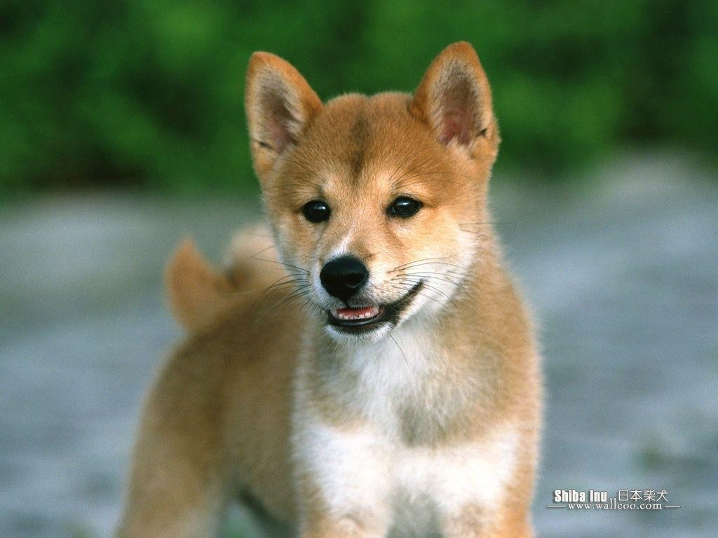 1030x770 Shiba Inu desktop wallpaper, Desktop