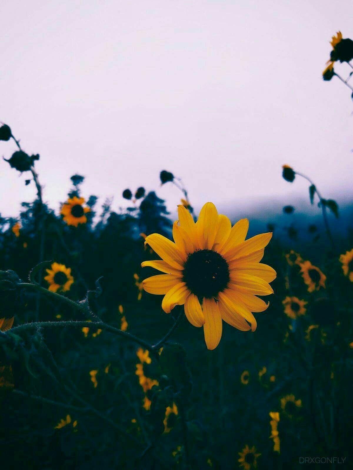 1200x1600 Sunflowers, Phone