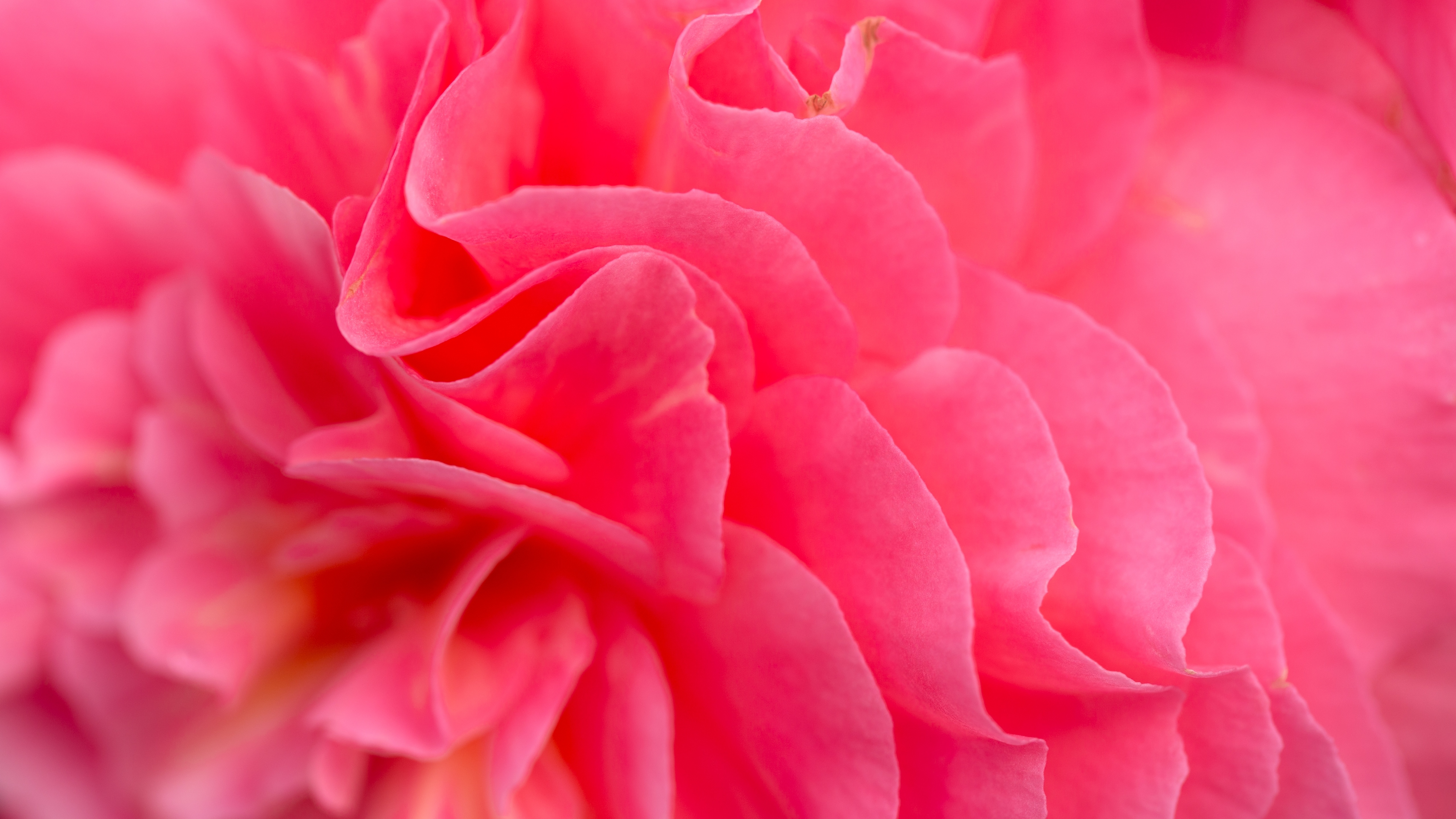 5120x2880 Pink flower Wallpaper 4K, Bokeh, Petals, Desktop