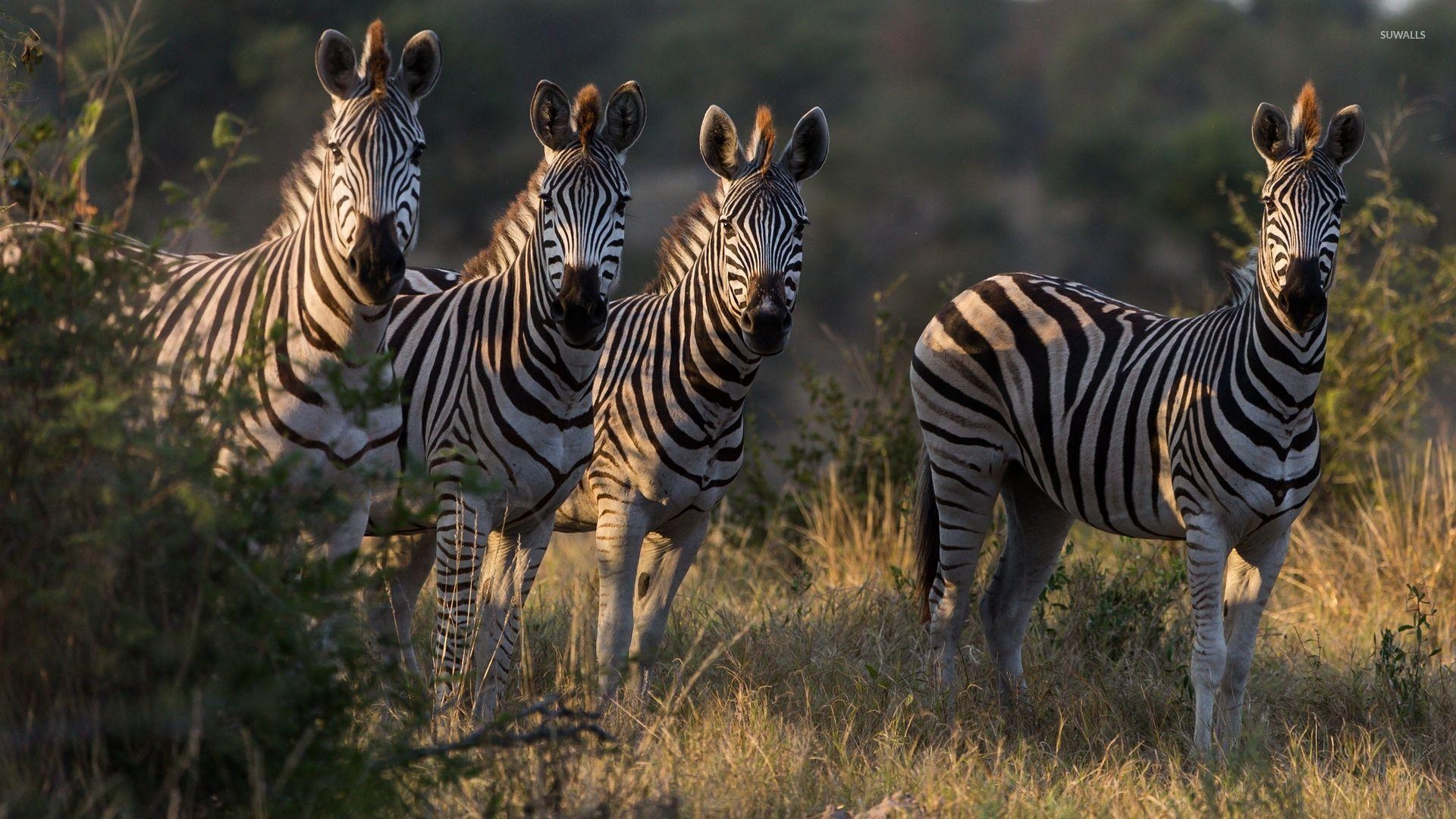 1920x1080 Zebras drinking water from the river wallpaper wallpaper, Desktop