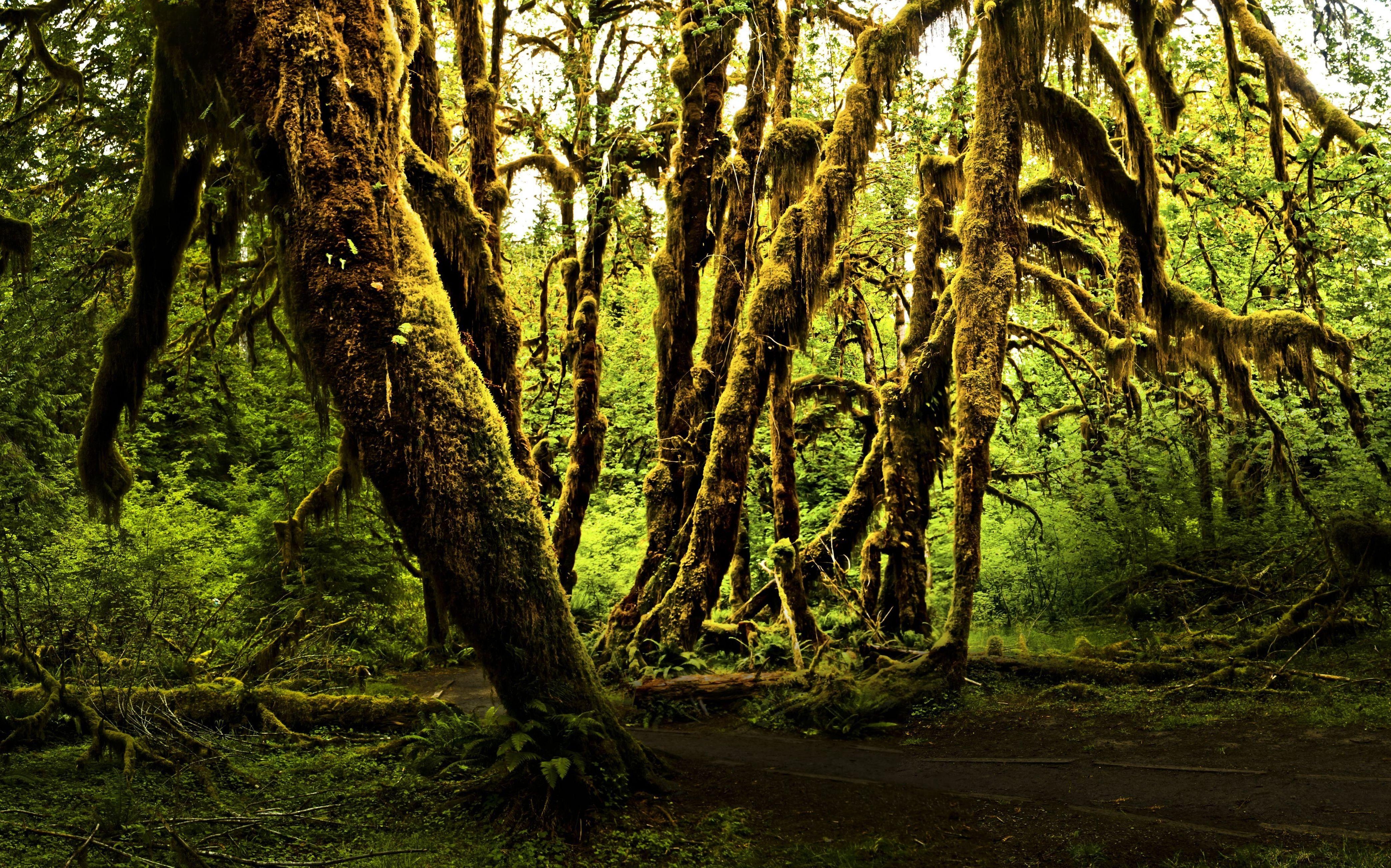 4180x2610 Olympic National Park Nature Parks, Desktop