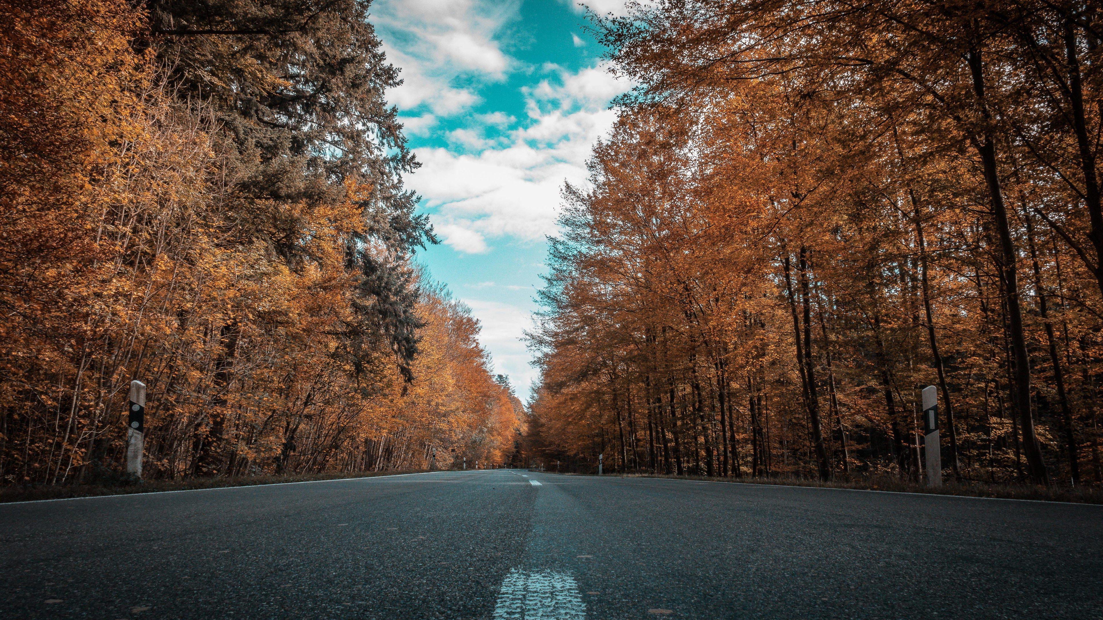 3840x2160 Wallpaper 4k Alone Road Forest Autumn Golden Trees Ultra 4k, Desktop