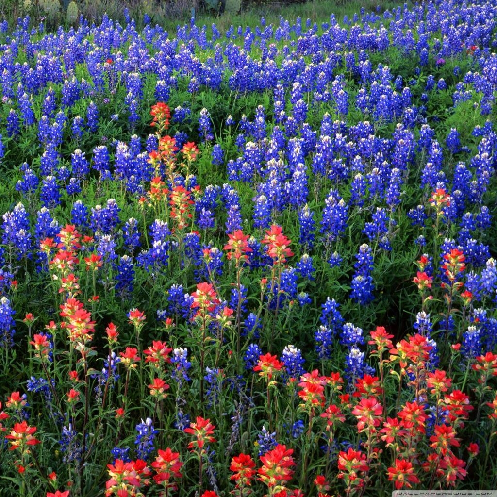 1030x1030 Bluebonnets wallpaper Gallery, Phone