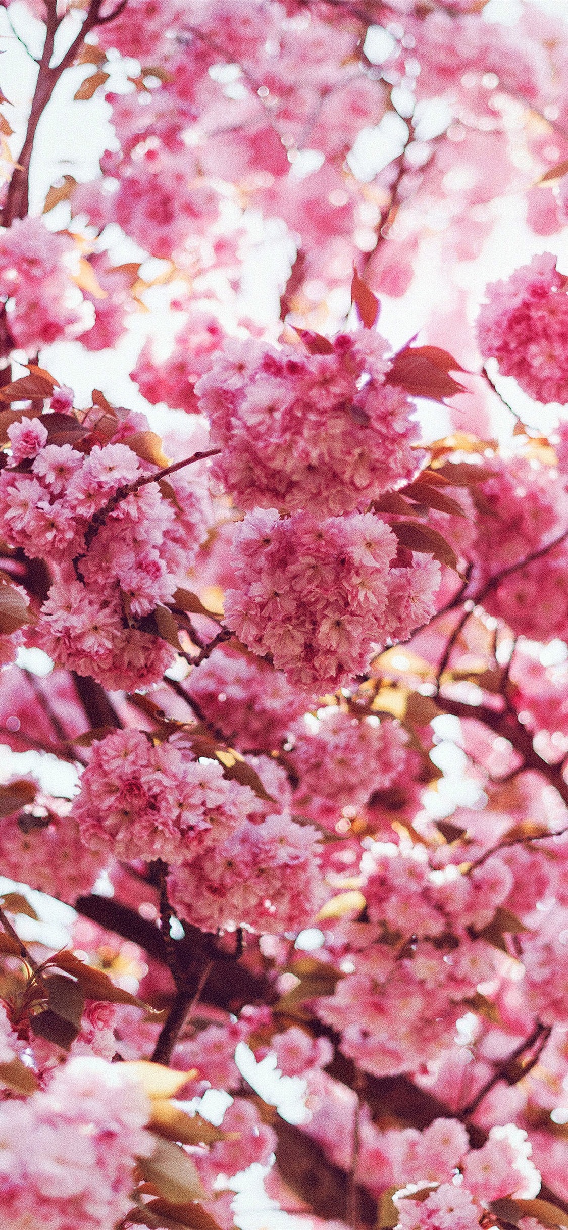 1130x2440 iPhone X wallpaper. spring flower pink blossom bokeh nature flare, Phone