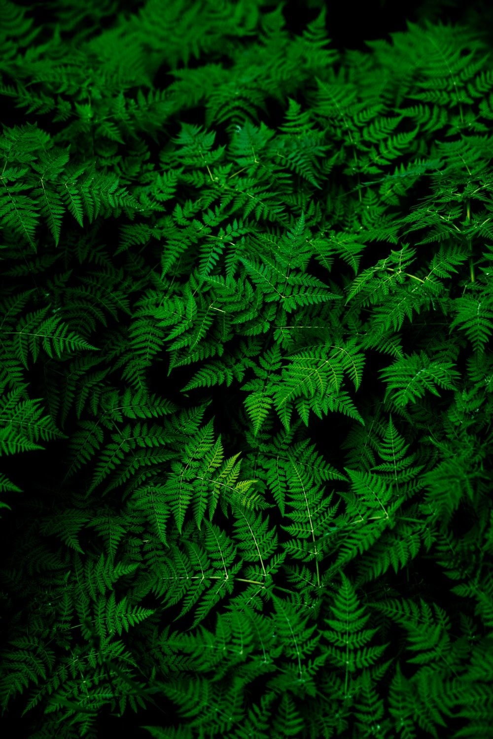 1000x1500 Green Wallpaper: Free HD Download [HQ], Phone