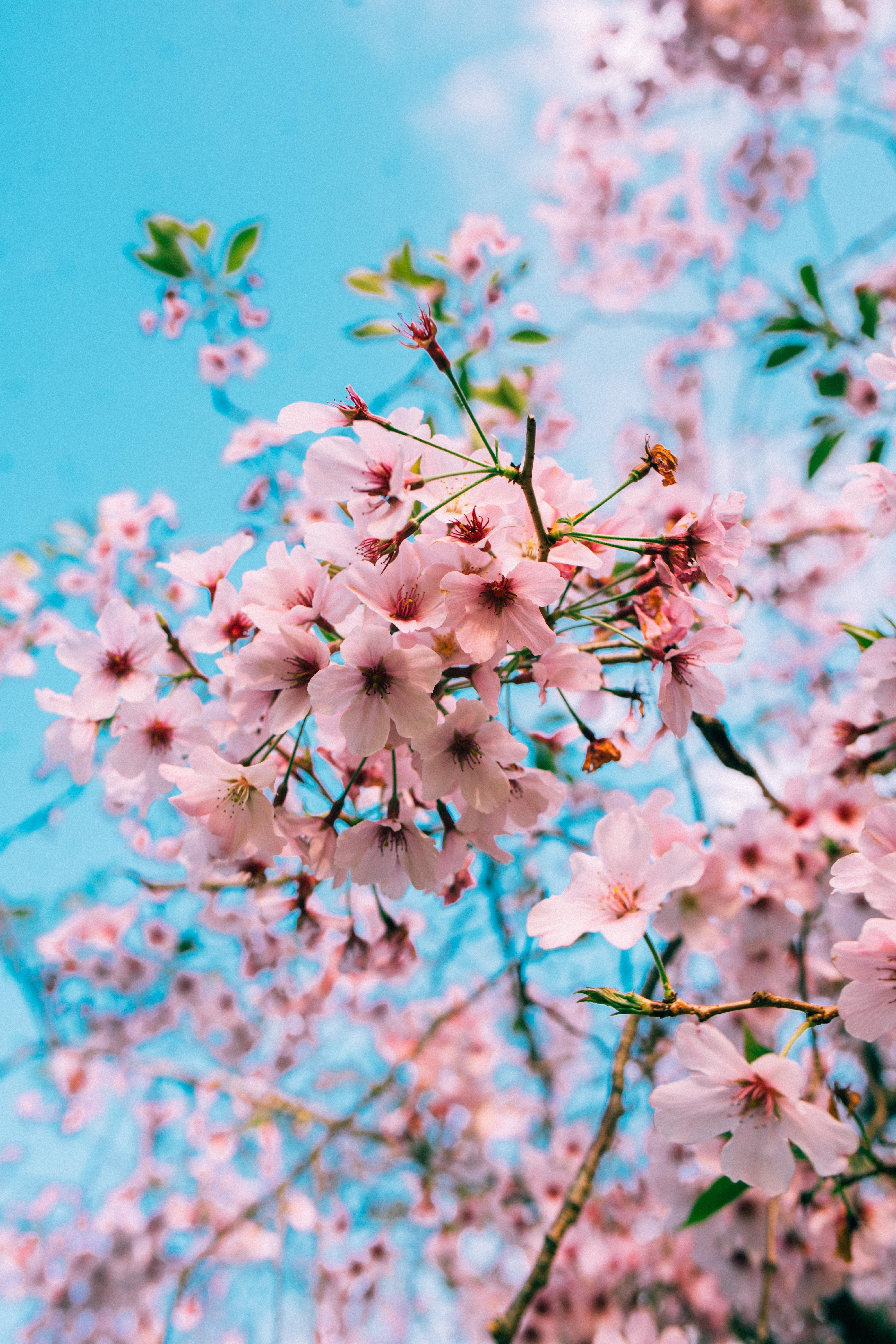 4000x6000 Cherry Blossom Wallpaper: Free HD Download [HQ], Phone