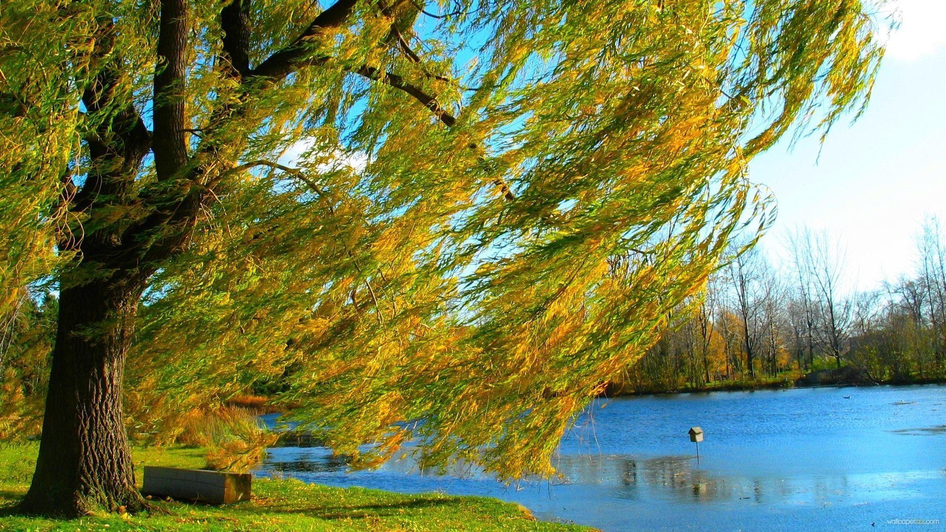 1920x1080 Weeping Willow Trees In The Wind HD Wallpaper, Desktop