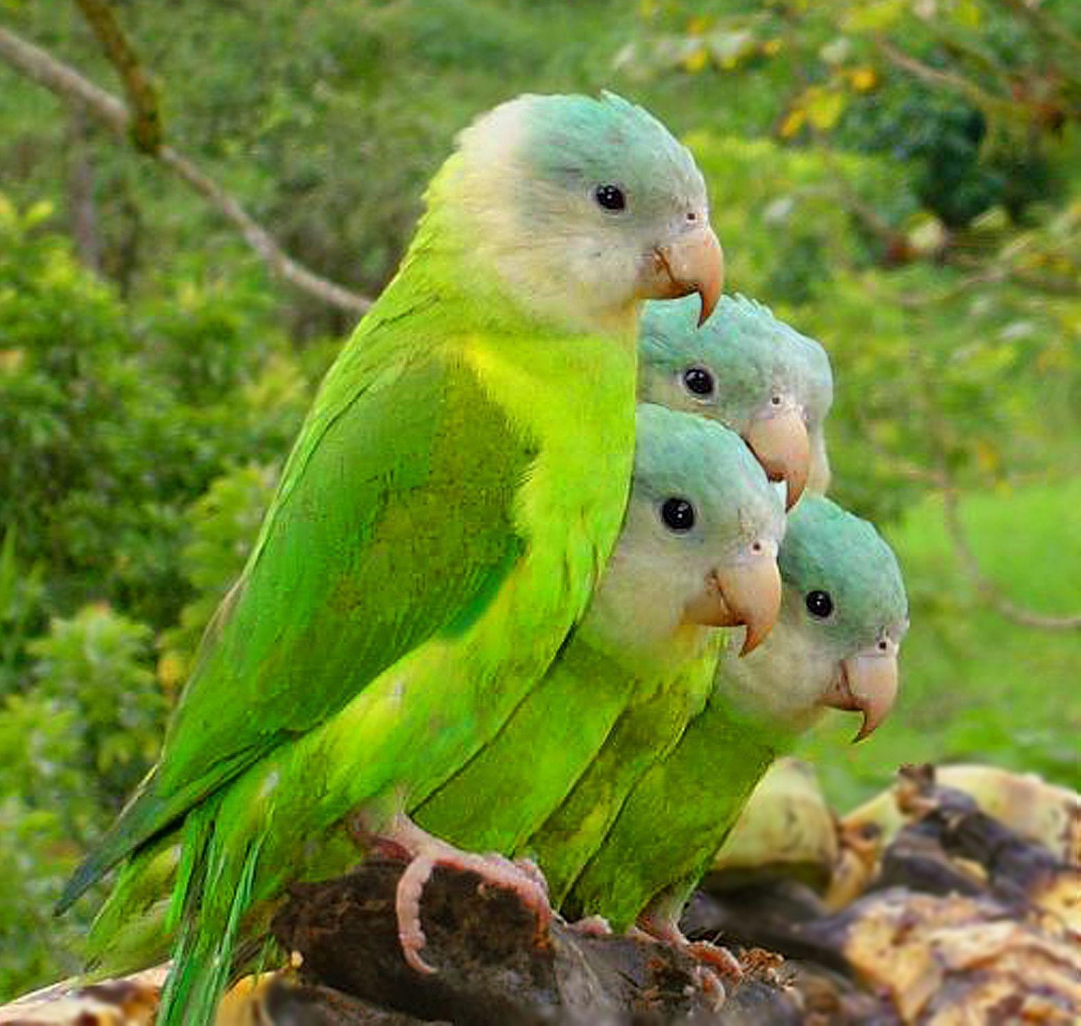 1580x1500 Parrots Wallpaper, Desktop