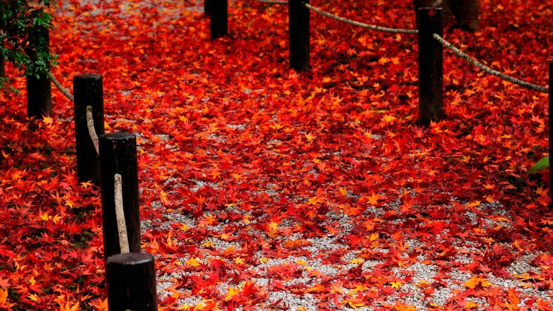 1920x1080 Red Fallen Leaves Of The Road Enkoji Temple Autumn Wallpaper, Desktop