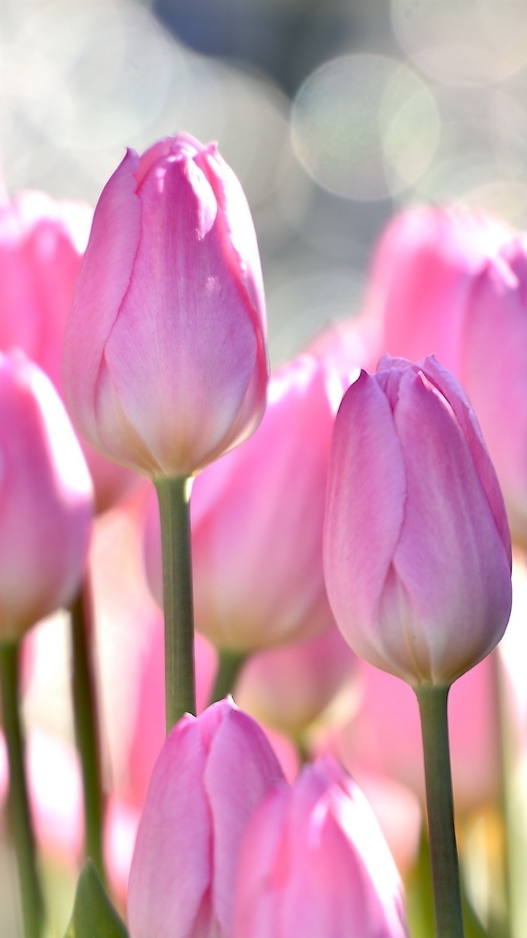 750x1340 iPhone Wallpaper Pink Tulips, Flowers Field, Bokeh - Обои На Телефон Тюльпаны, Phone