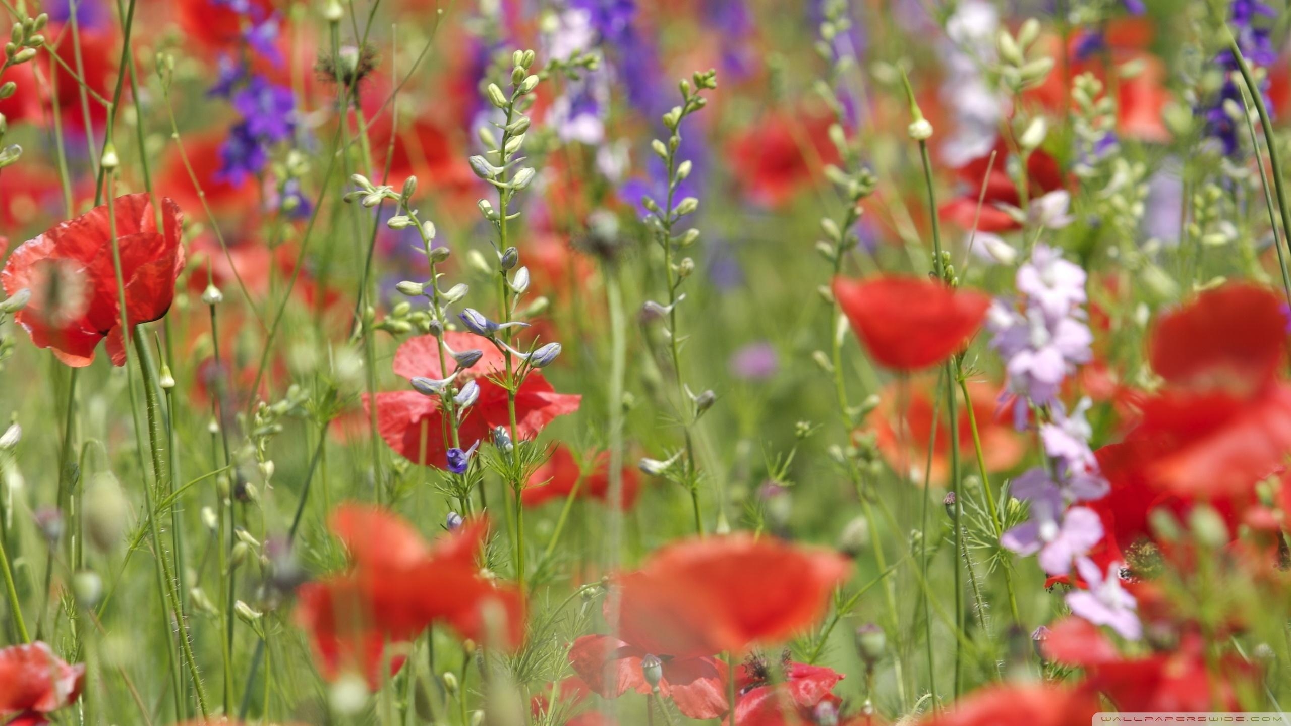 2560x1440 Wildflowers Close Up ❤ 4K HD Desktop Wallpaper For 4K Ultra HD TV, Desktop