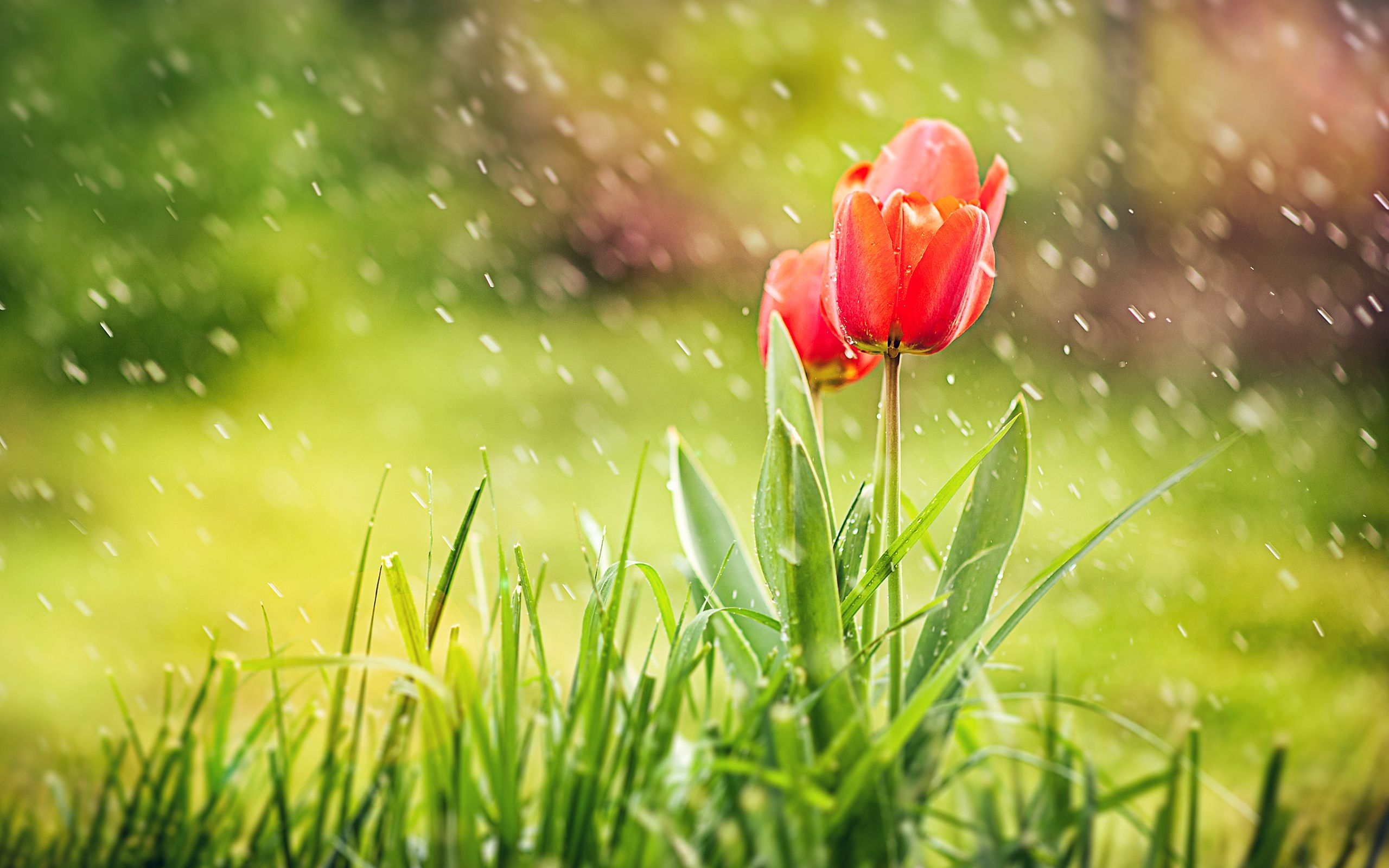 2560x1600 Rain HD Image Of Nature HD Wallpaper, Desktop