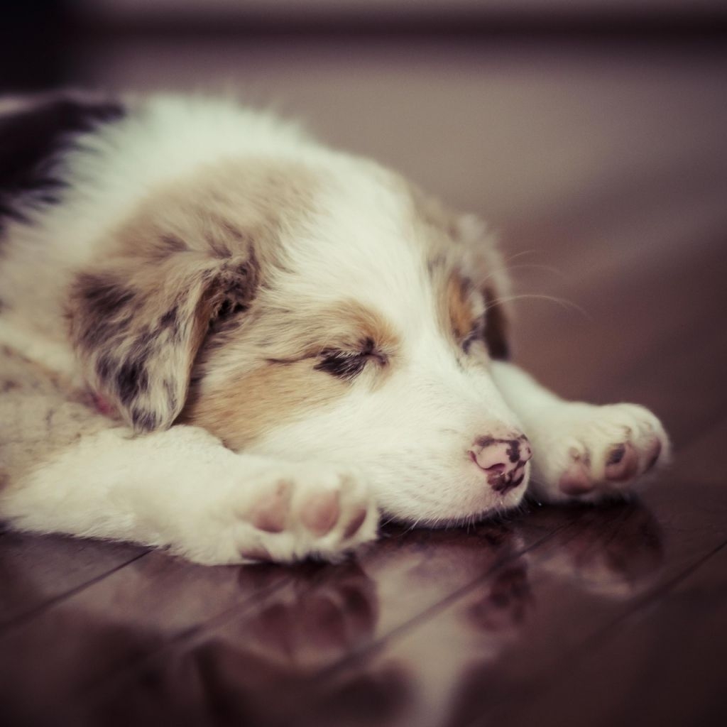 1030x1030 Puppy Dog Sleep Spotted iPad Wallpaper Free Download, Phone