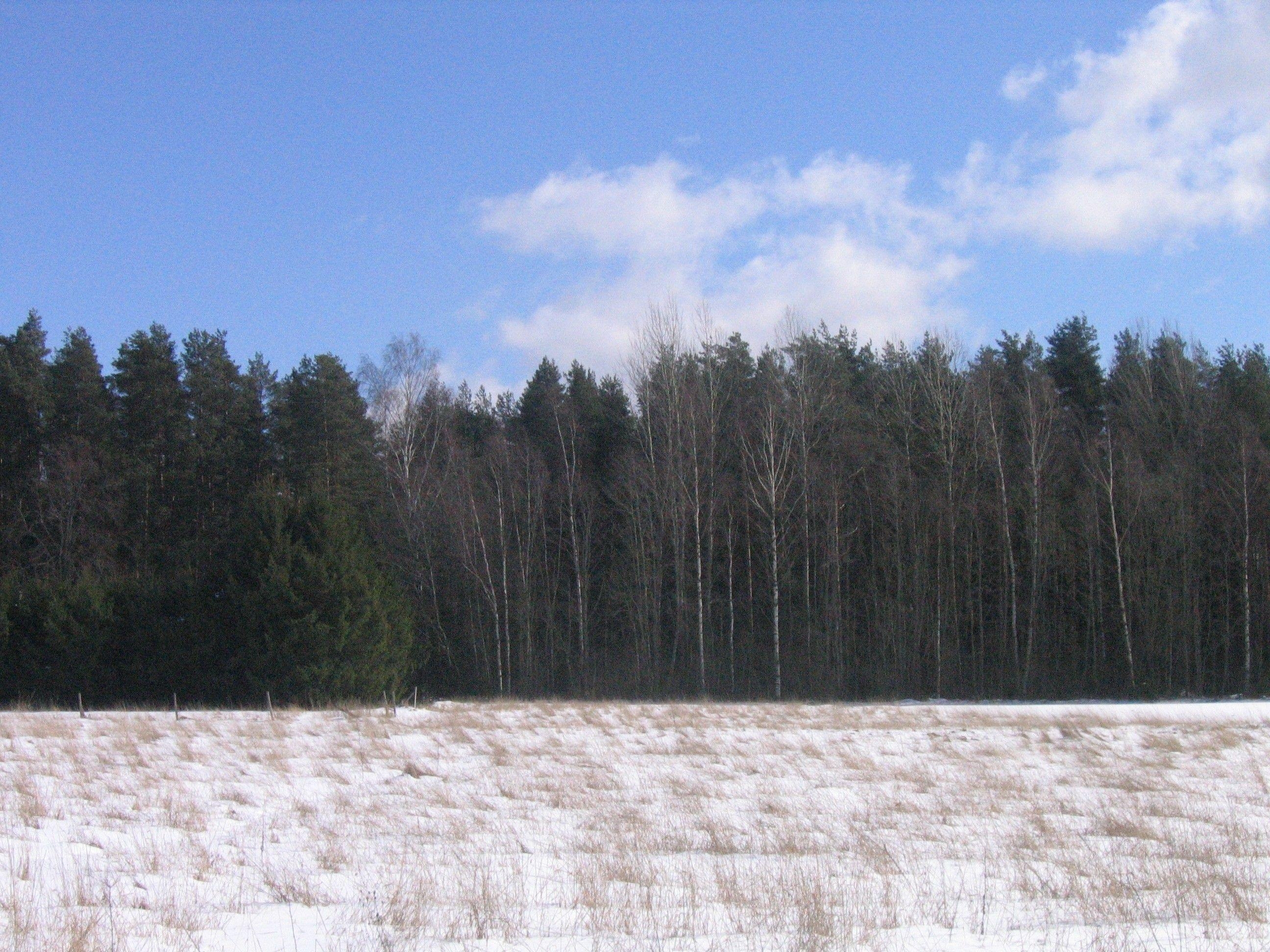 2600x1950 Forests: Flag White Tree Snow Sky Black Estonian Forest Estonia, Desktop