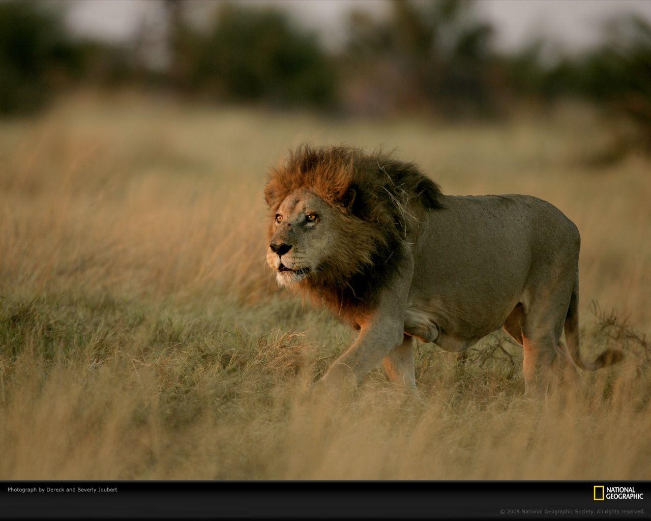 1280x1030 Lion in Grass Photo, Lion Wallpaper, Download, Photo - National, Desktop