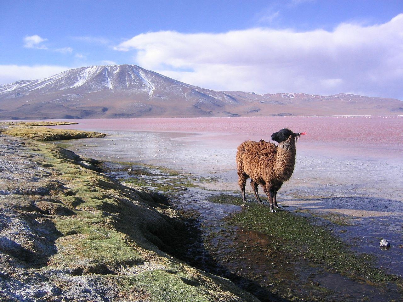 1280x960 Llama en la laguna Colorada Potosí, Desktop