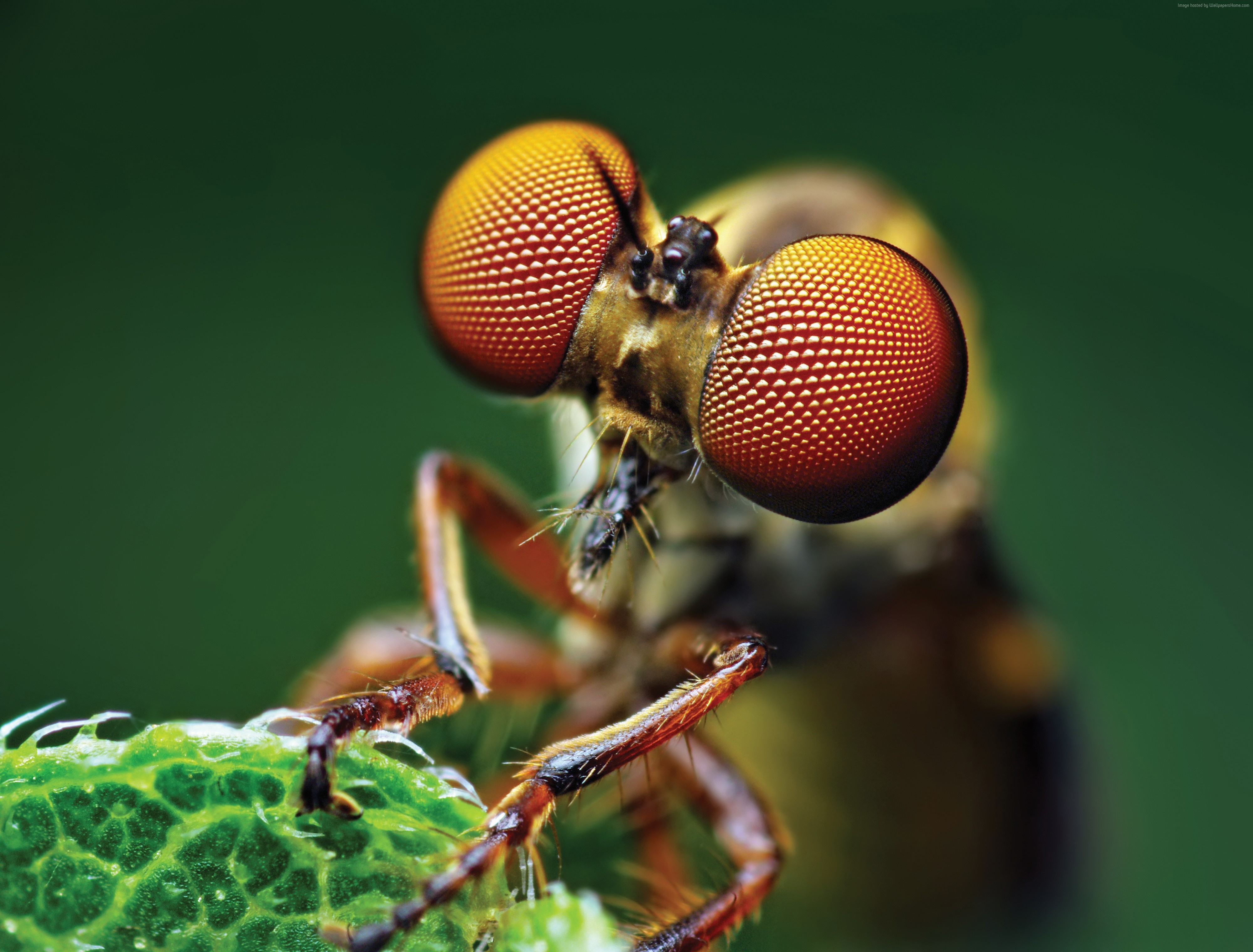 4000x3040 #eye, #fly, #macro Up Of Insects, Desktop