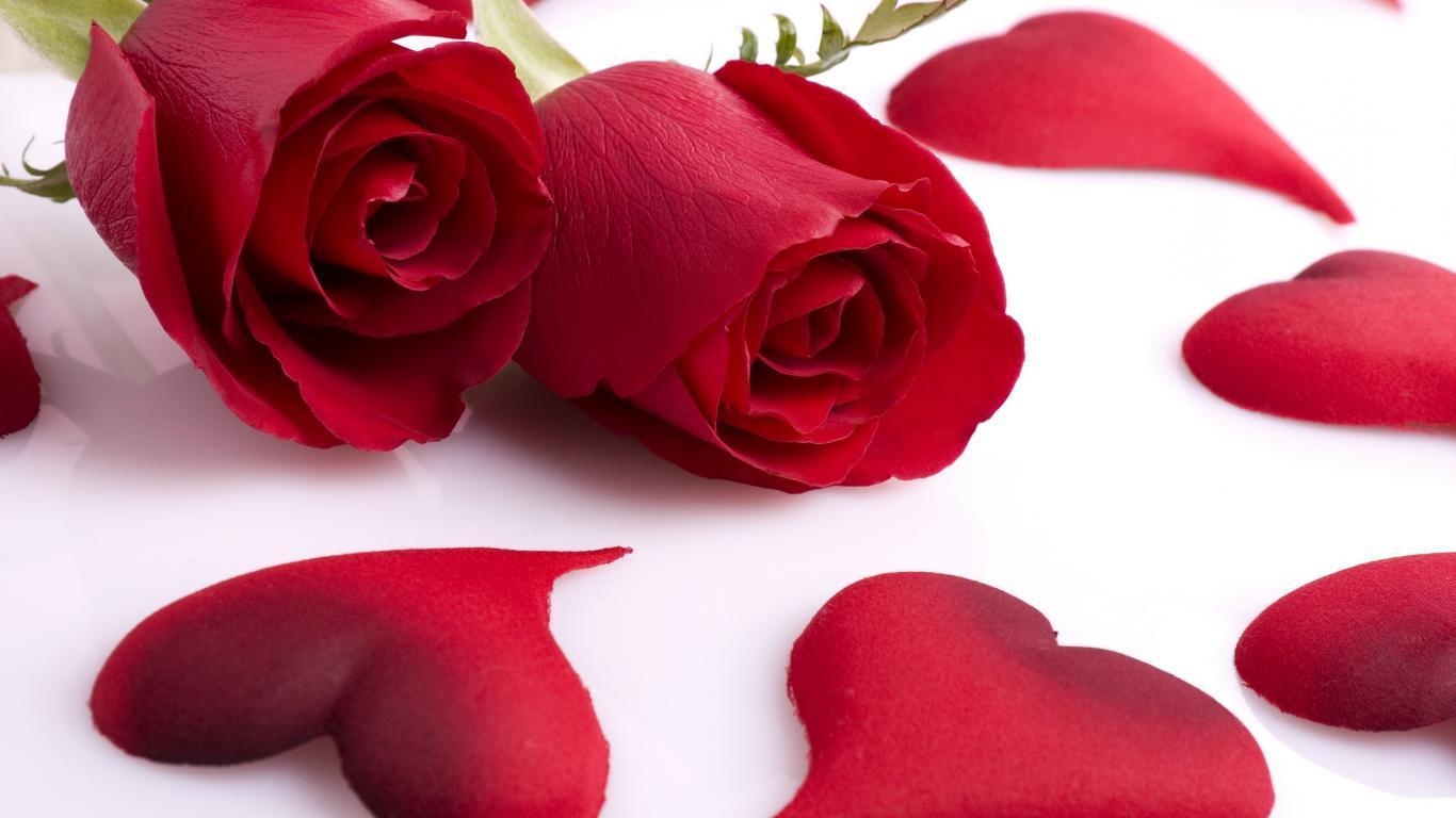 1370x770 Red Rose Wallpaper HD Love, Desktop