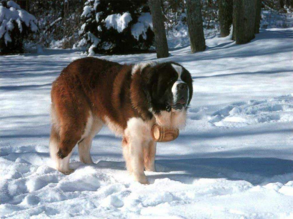 1030x770 Beautiful Saint Bernard Wallpaper. Animal HD Wallpaper, Desktop