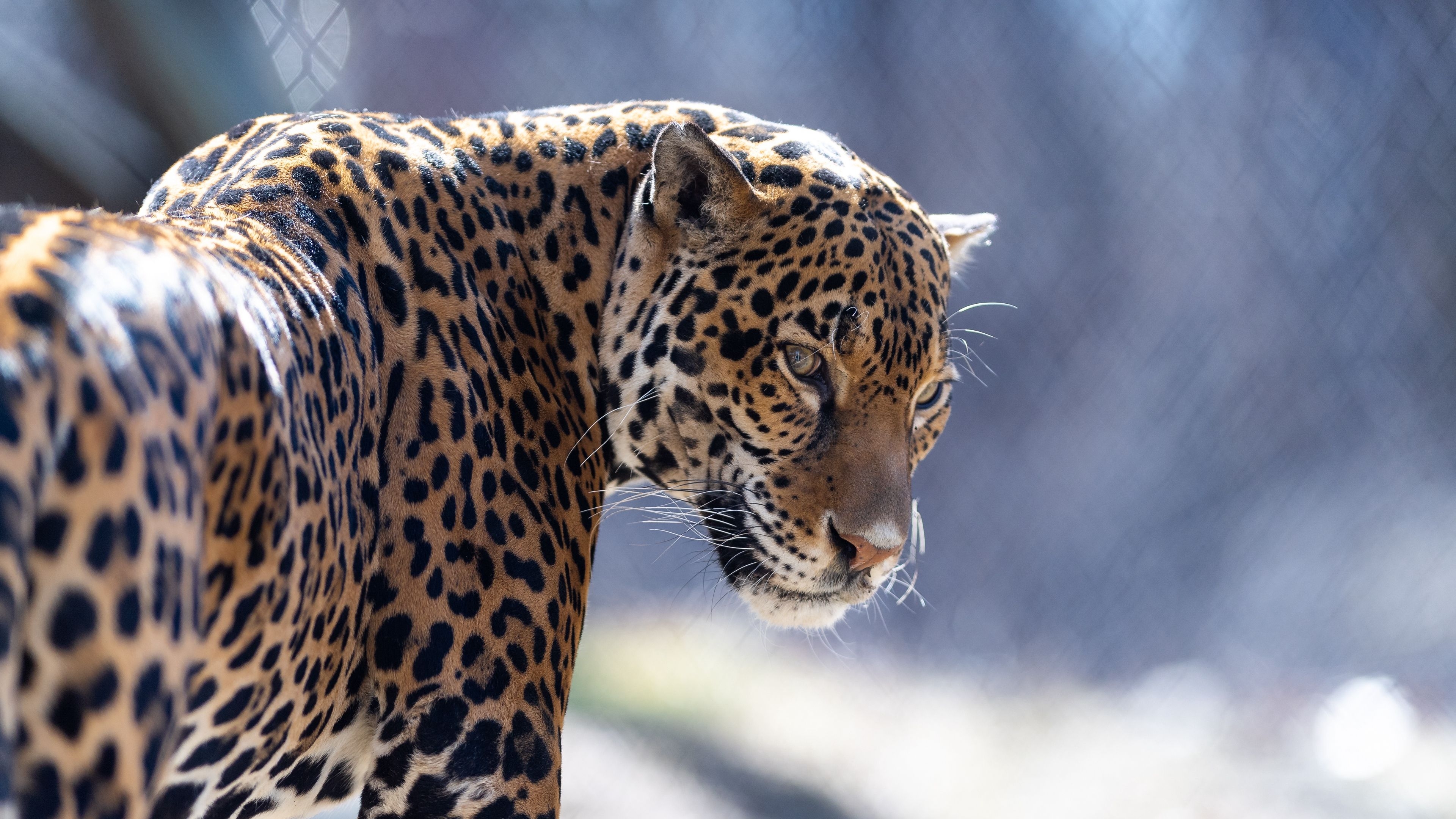 3840x2160 Wallpaper 4k jaguar, big cat, predator, look 4k big cat, Jaguar, Desktop