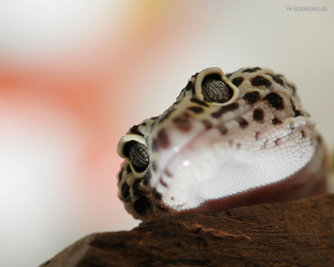 1280x1030 Gecko Wallpaper, Desktop