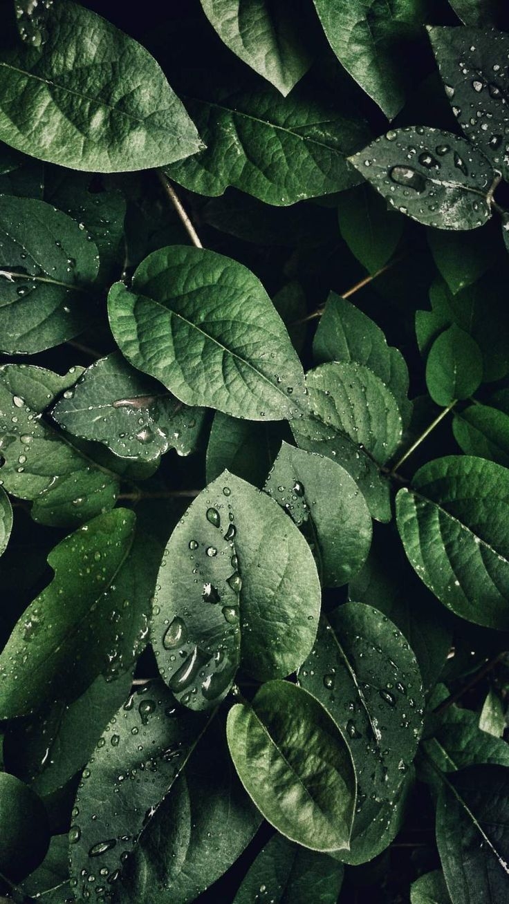 740x1310 Green Foliage iPhone Wallpaper. Nature iphone wallpaper, Best nature wallpaper, Nature wallpaper, Phone