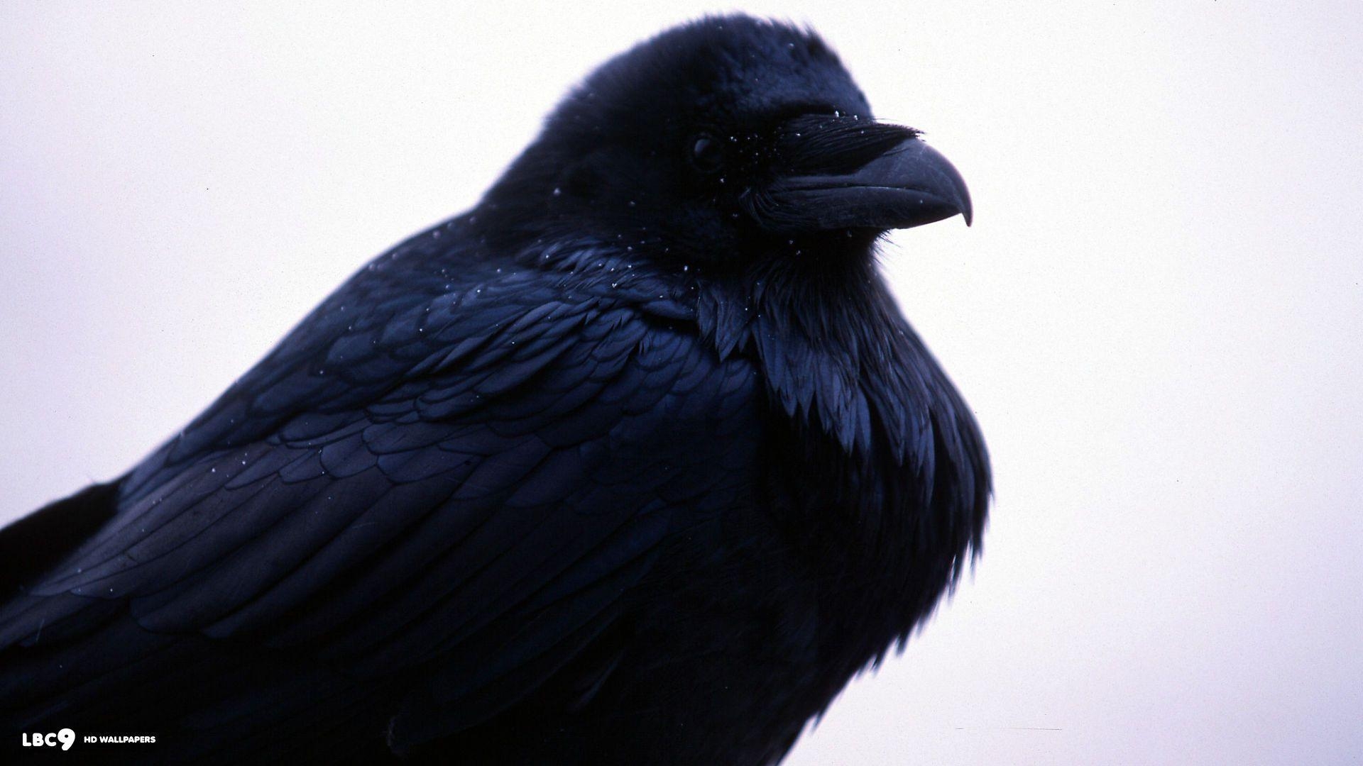 1920x1080 Raven Wallpaper 27 39. Birds HD Background, Desktop