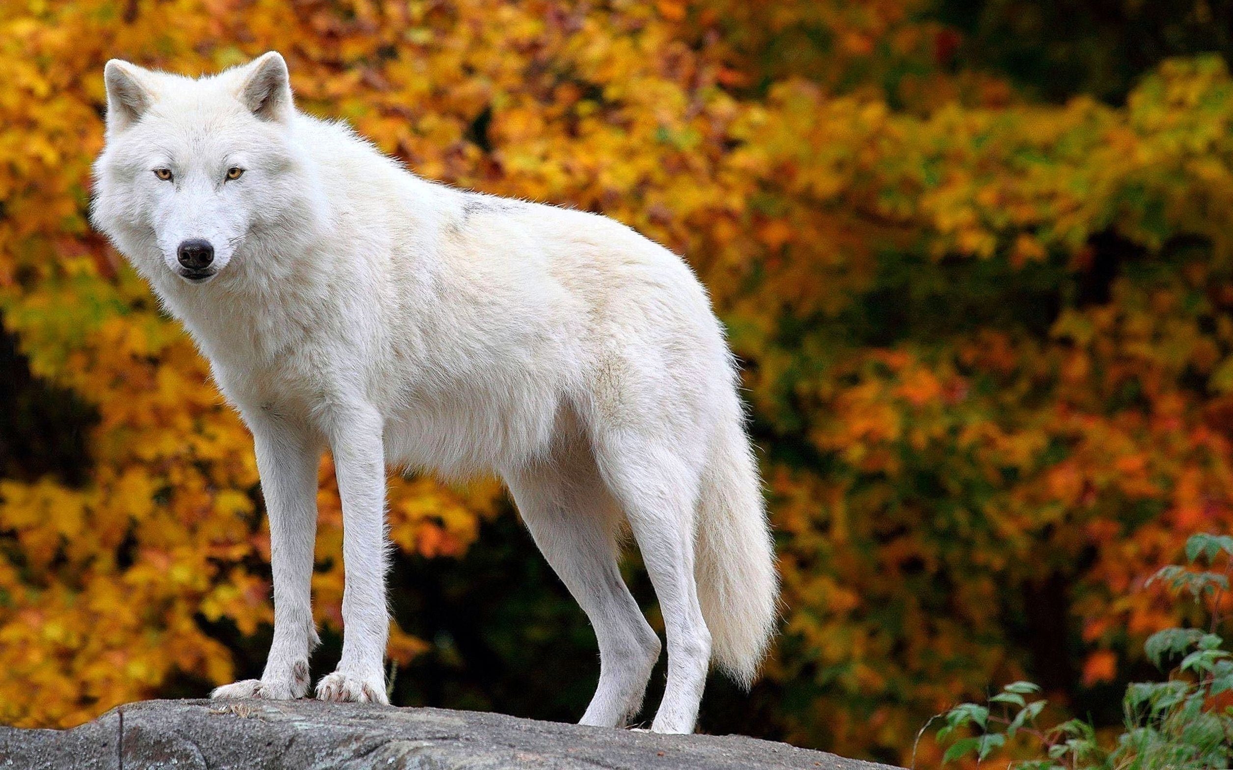 2520x1570 Cute Arctic Wolf Wallpaper Wallpaper.Pro, Desktop