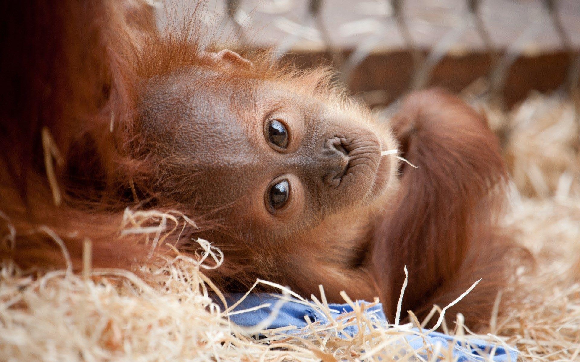 1920x1200 orangutan backround free (Whalen Chester 1920 x 1200). sharovarka, Desktop