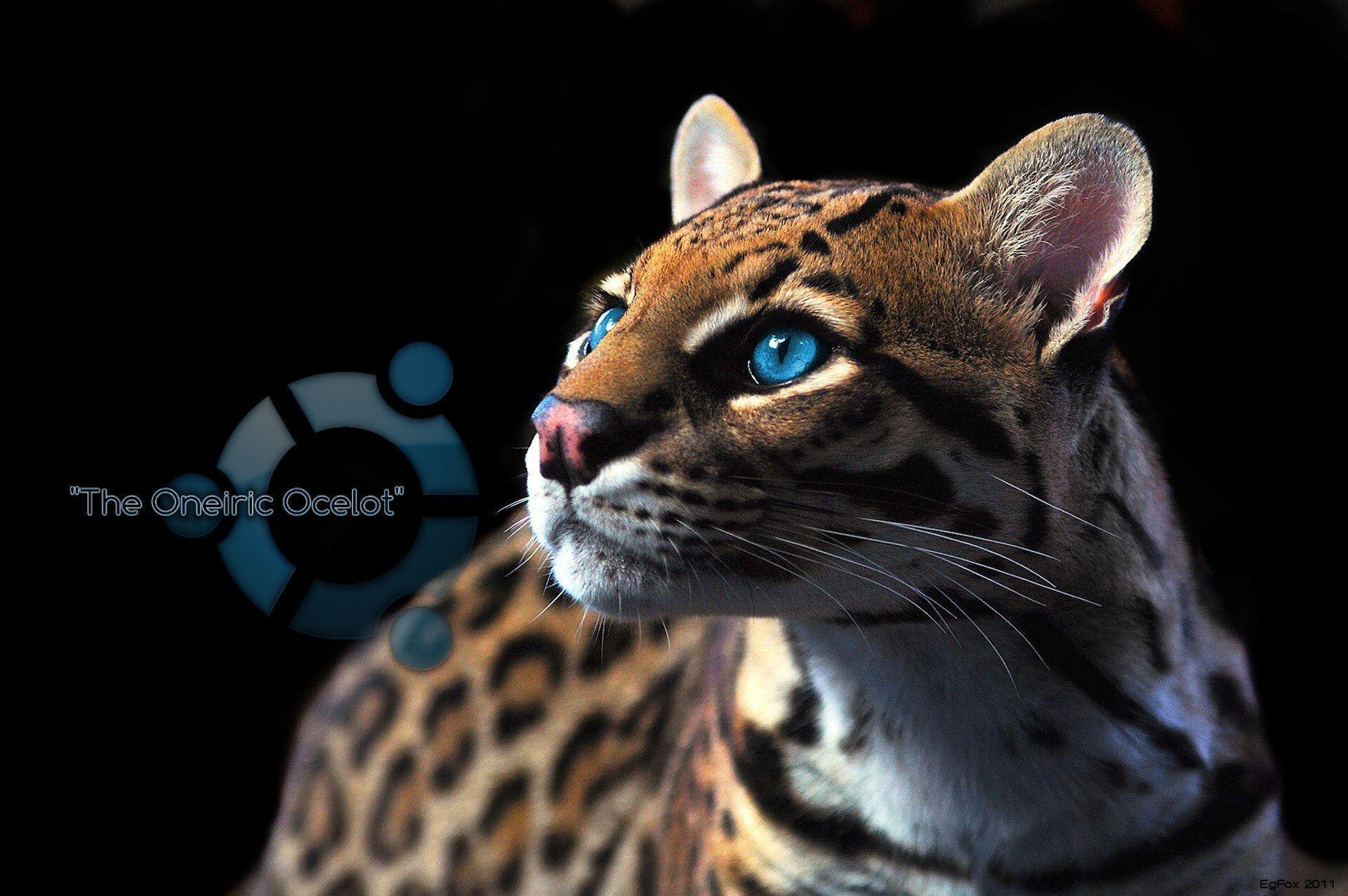 1920x1280 Ubuntu 11.10 Oneiric Ocelot Wallpaper, Desktop