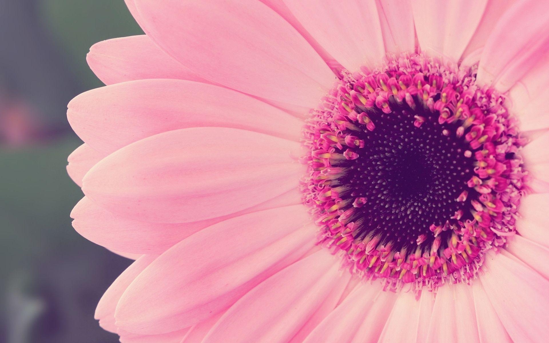 1920x1200 Pink Flowers Wallpaper Desktop, Desktop