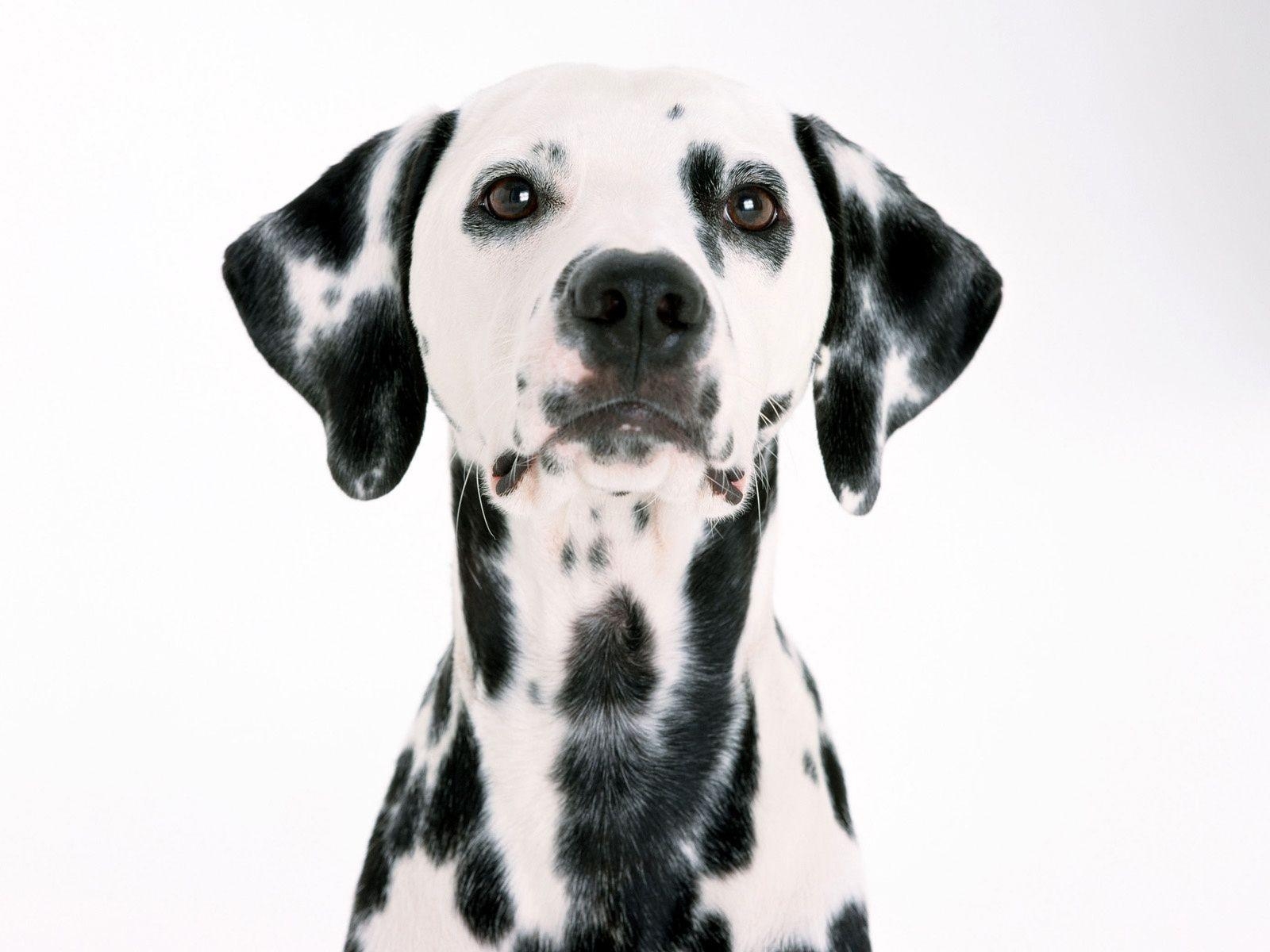 1600x1200 Dalmatian White Dog Wallpaper Background. Dogs Wallpaper, Desktop